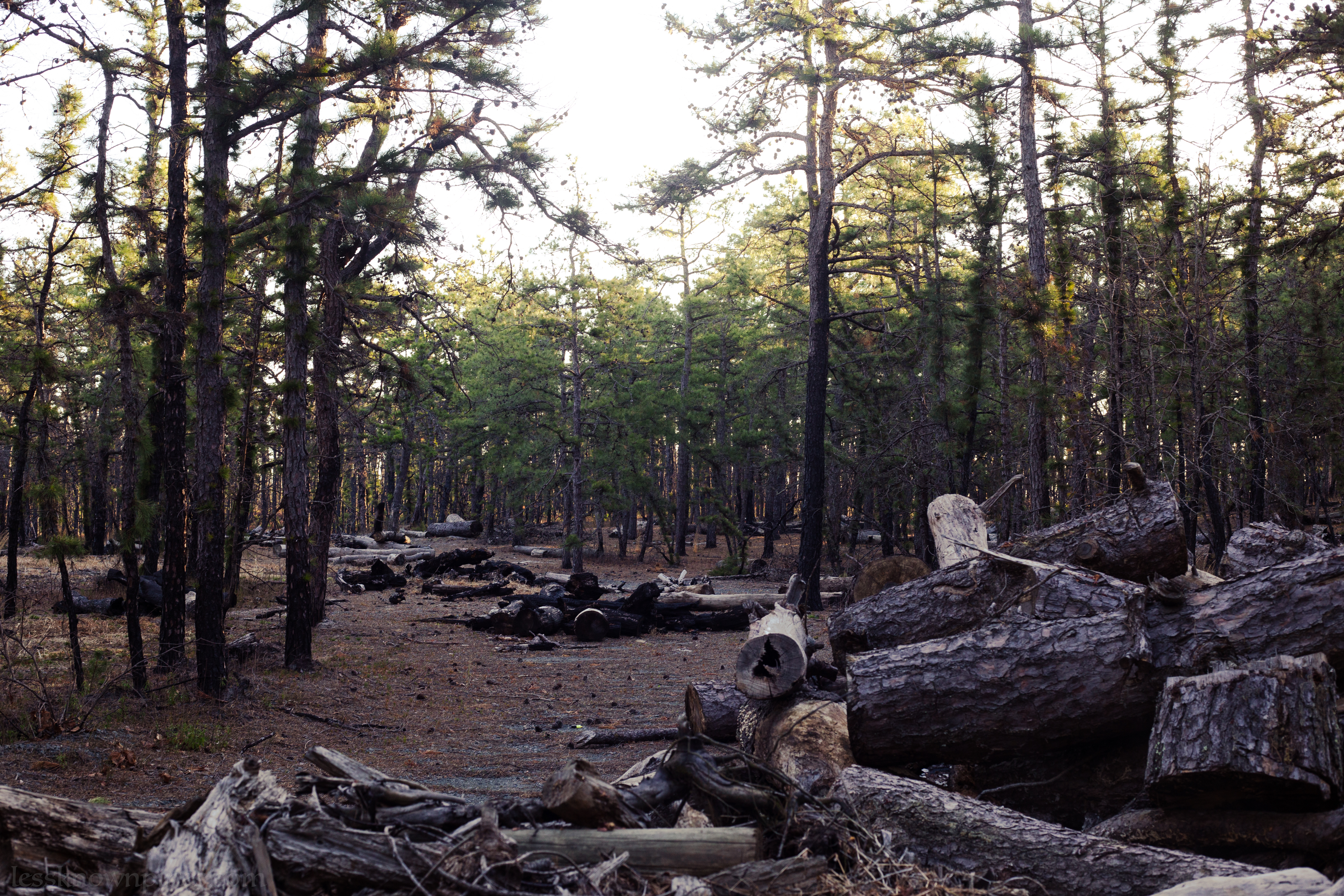 Log piles
