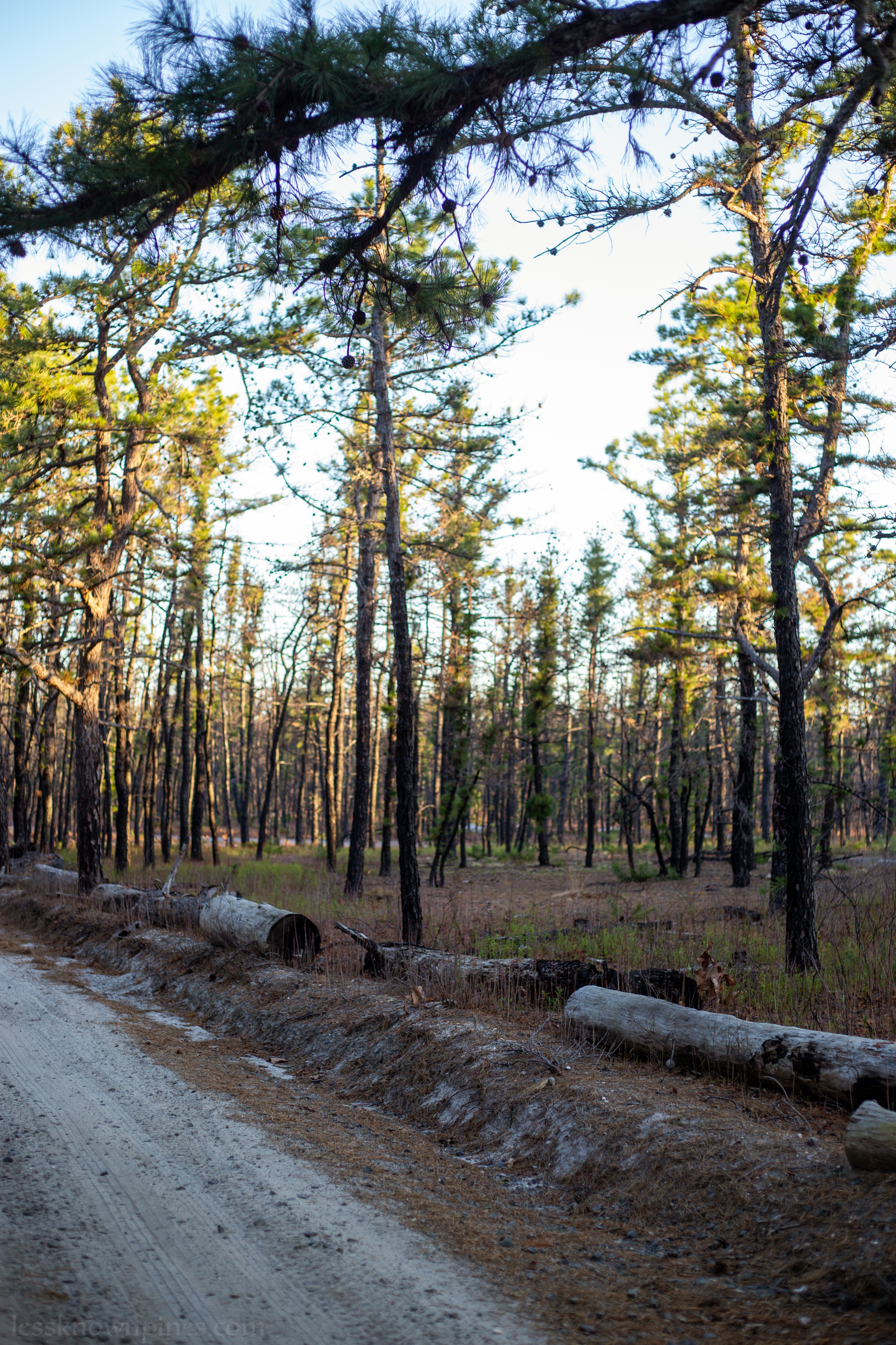 Logs act ass a barrier along the trail