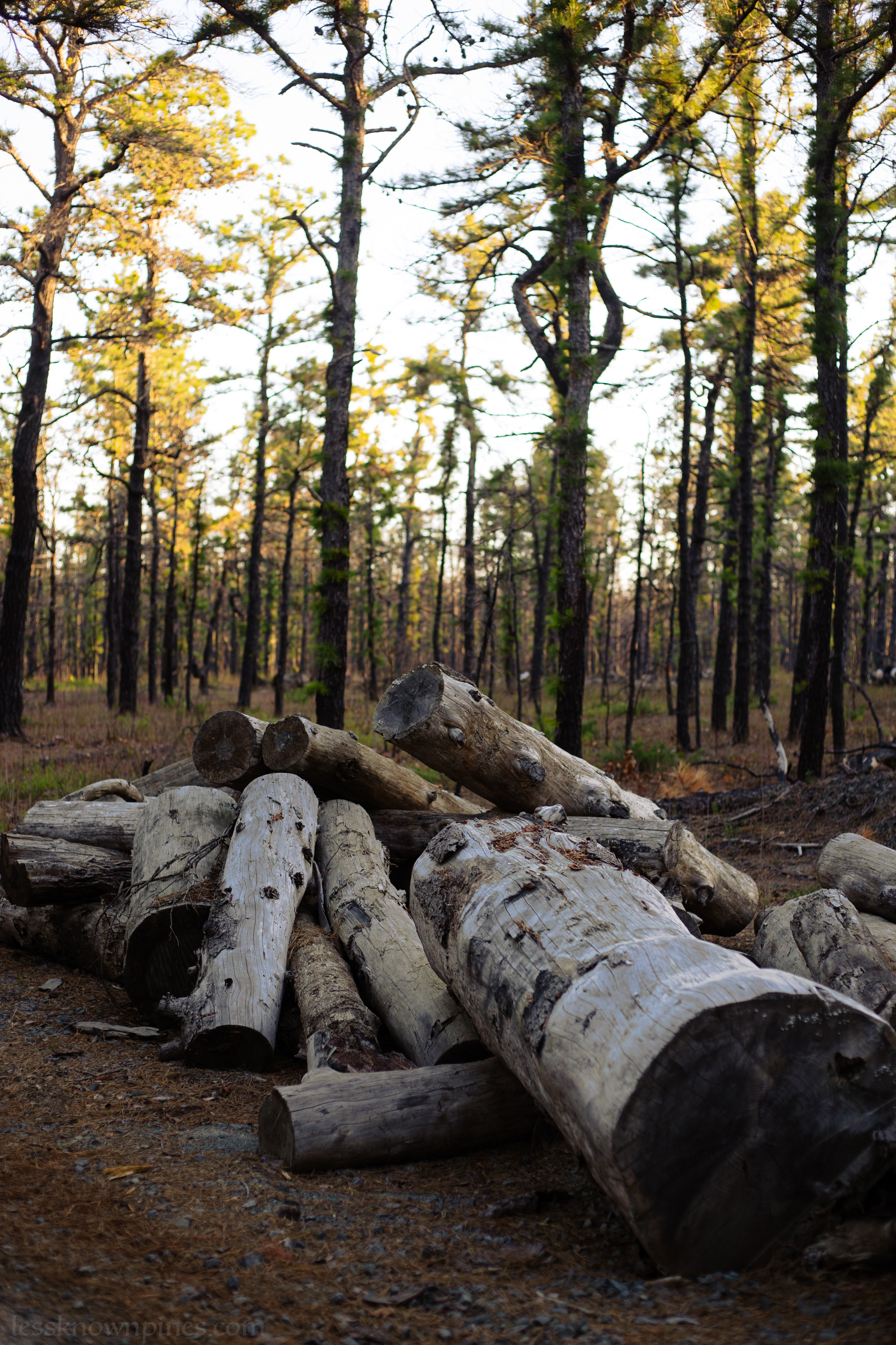 Strange logs