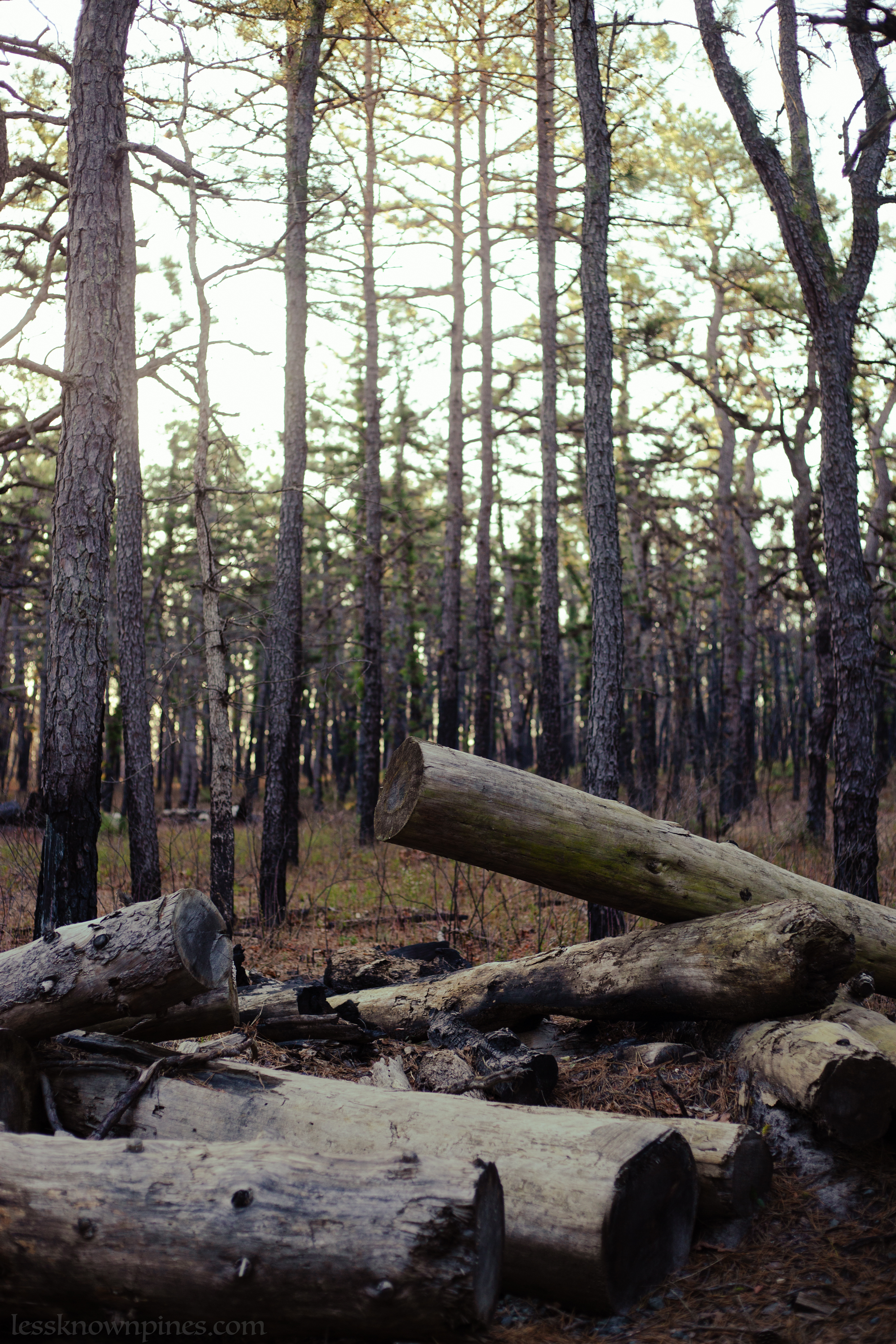 Logs after a prescribed burn