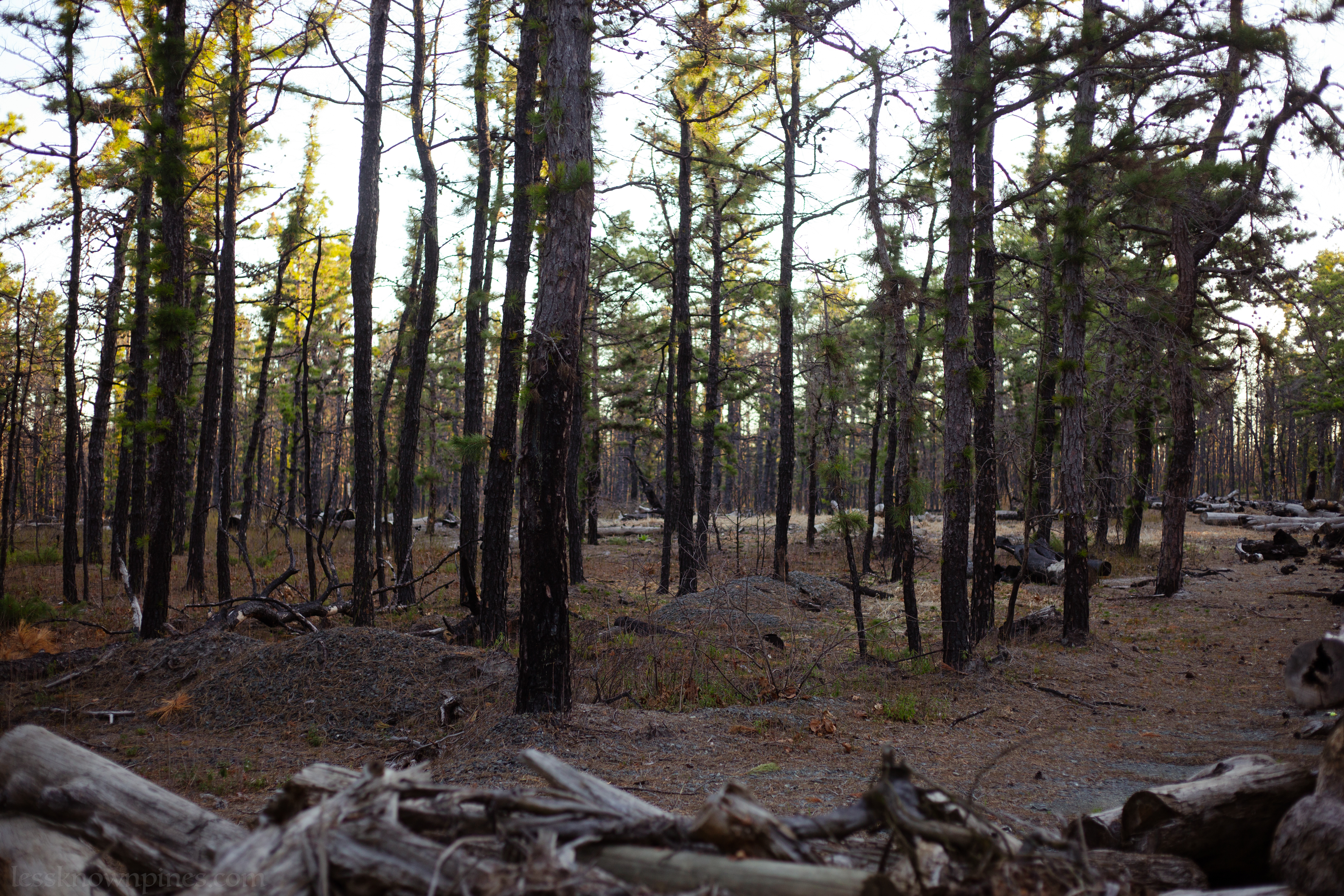 Narrow tree logs