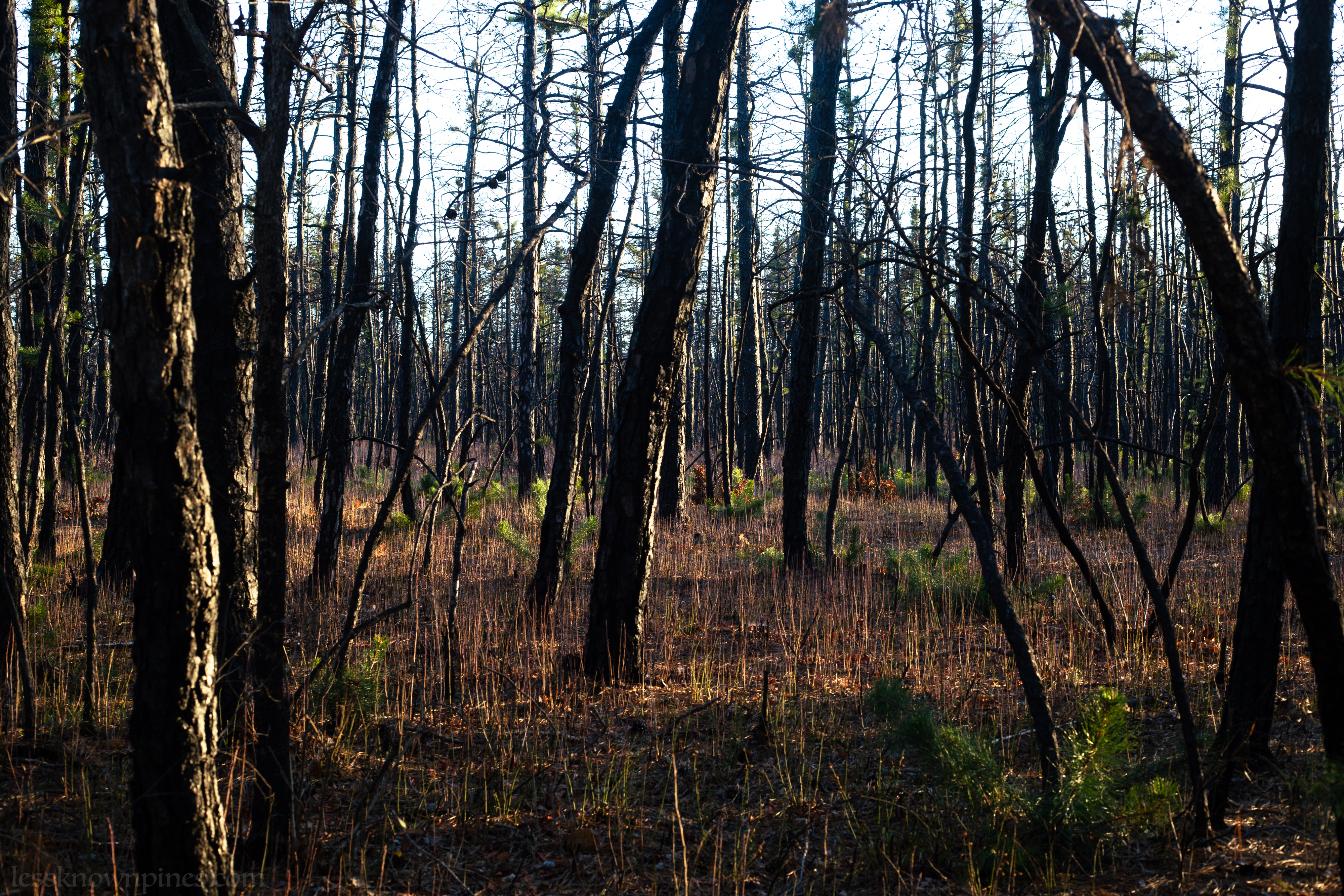 Narrow trees