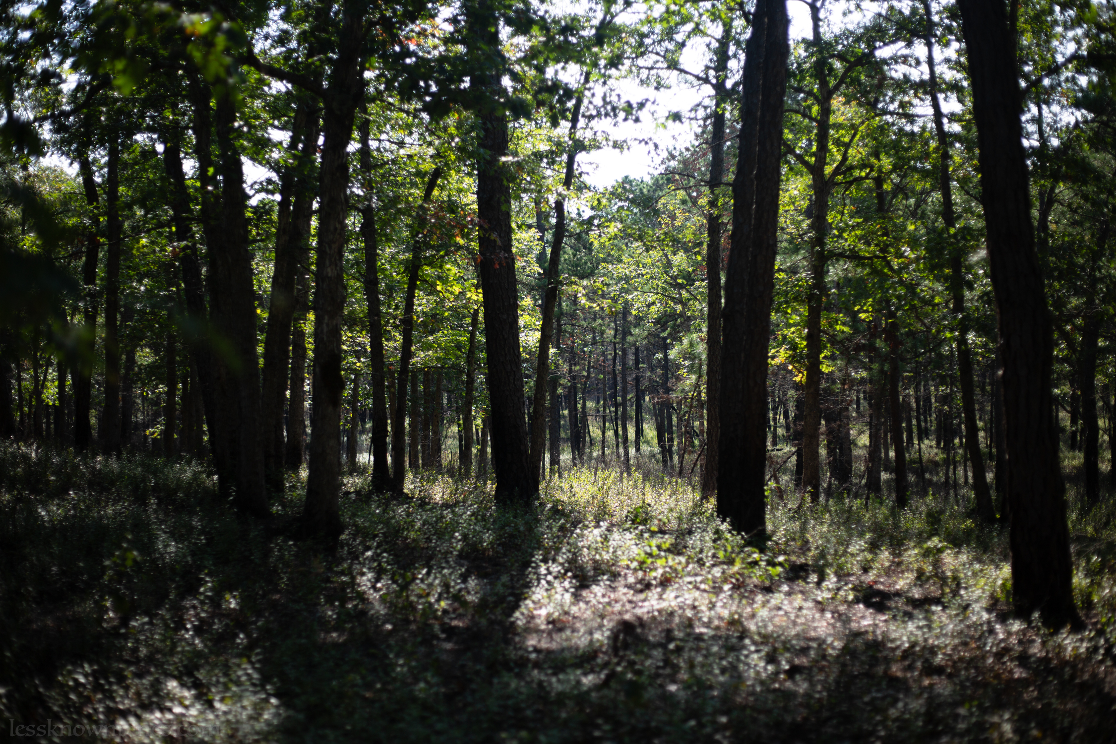 Hardwood pinelands mountain forest
