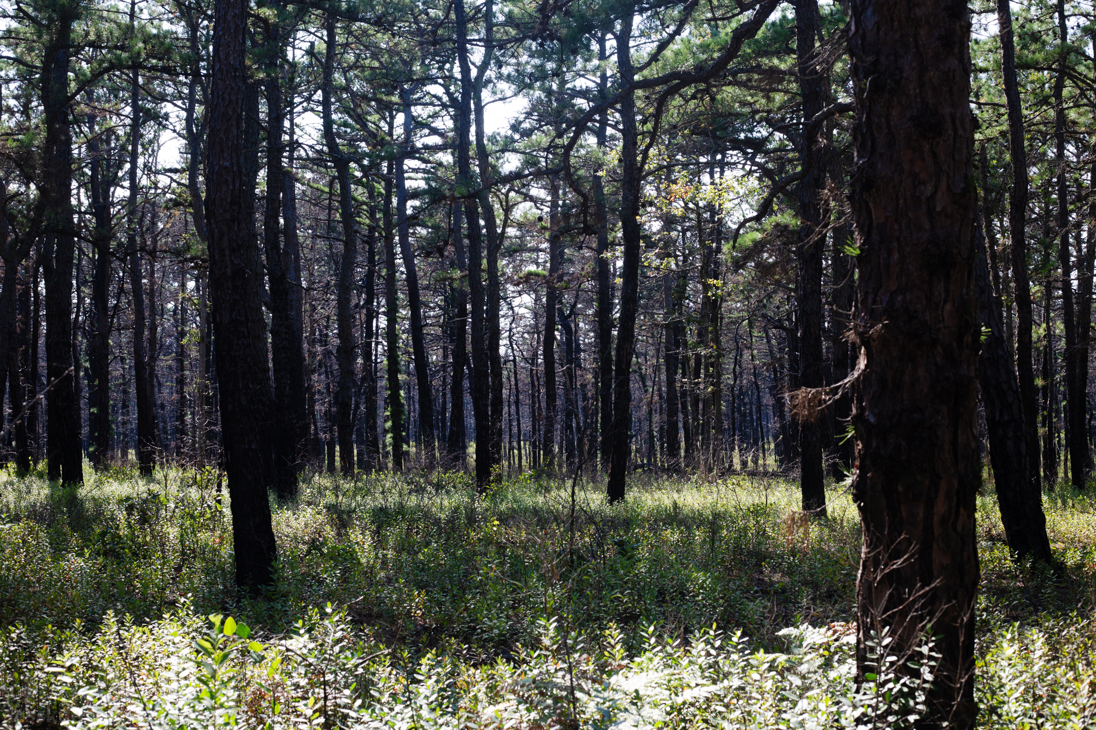 The few areas where there are mountains