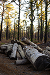 Logs following prescribed burn thumbnail