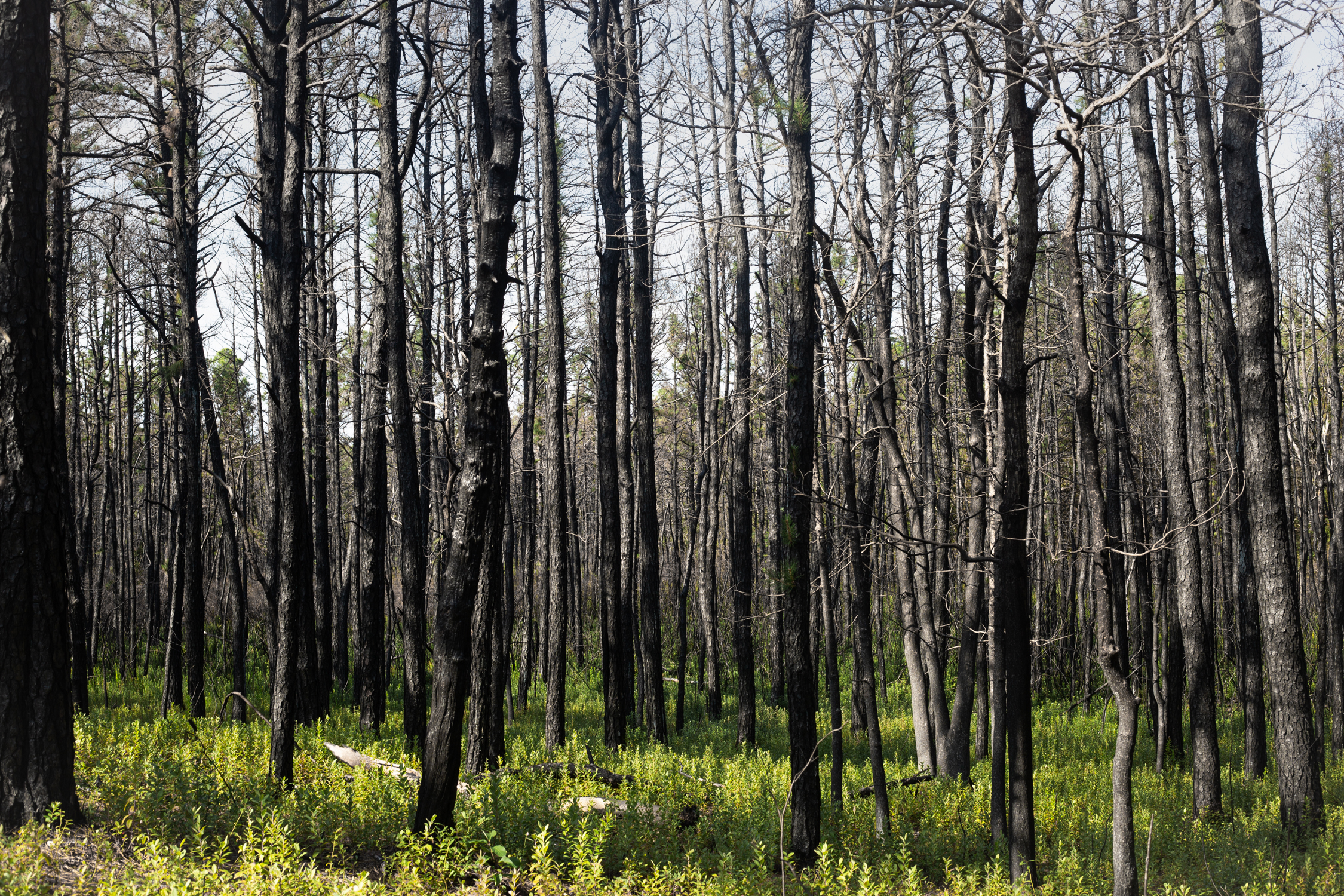 Bushes shoot upwards after fire