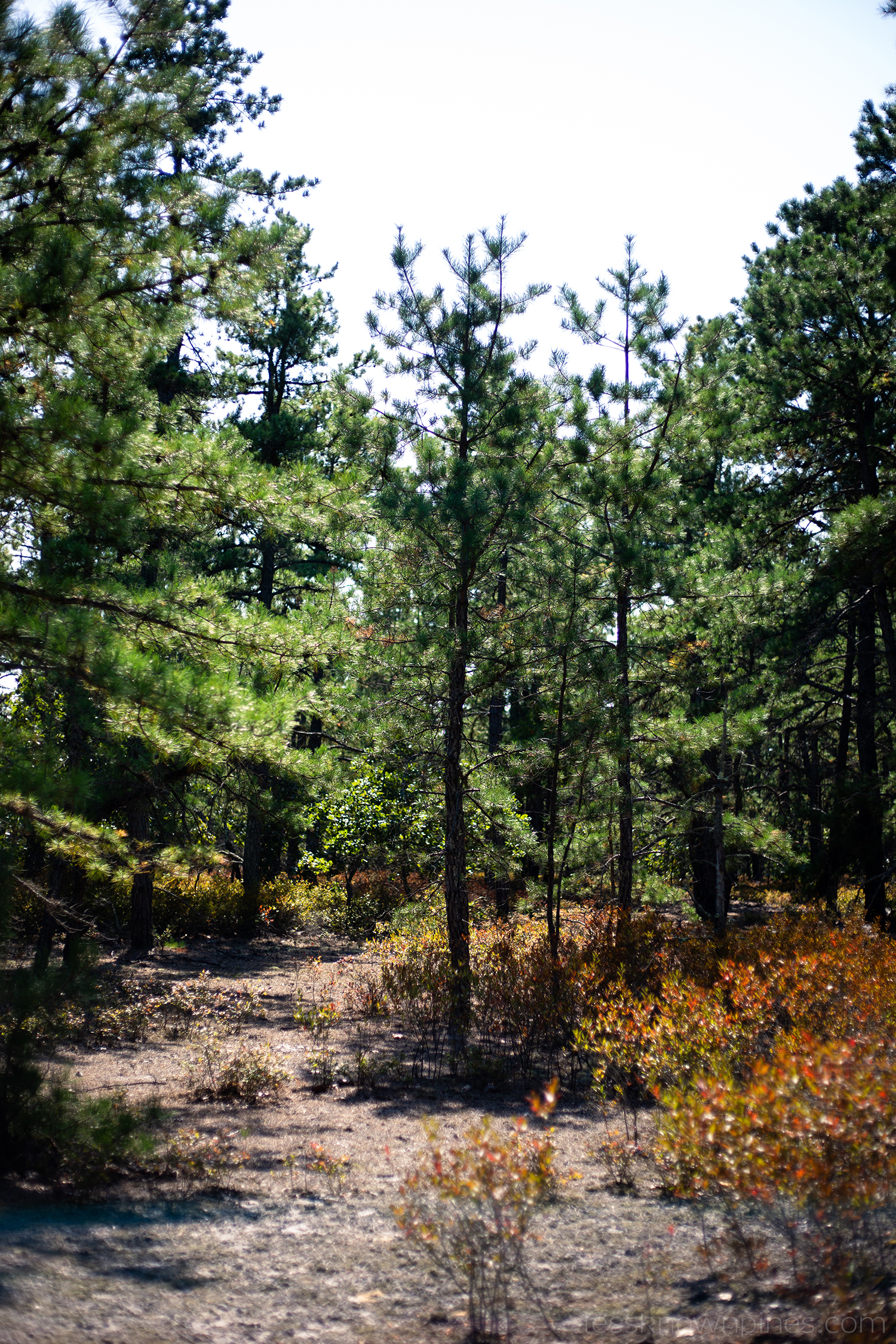 Barren ground