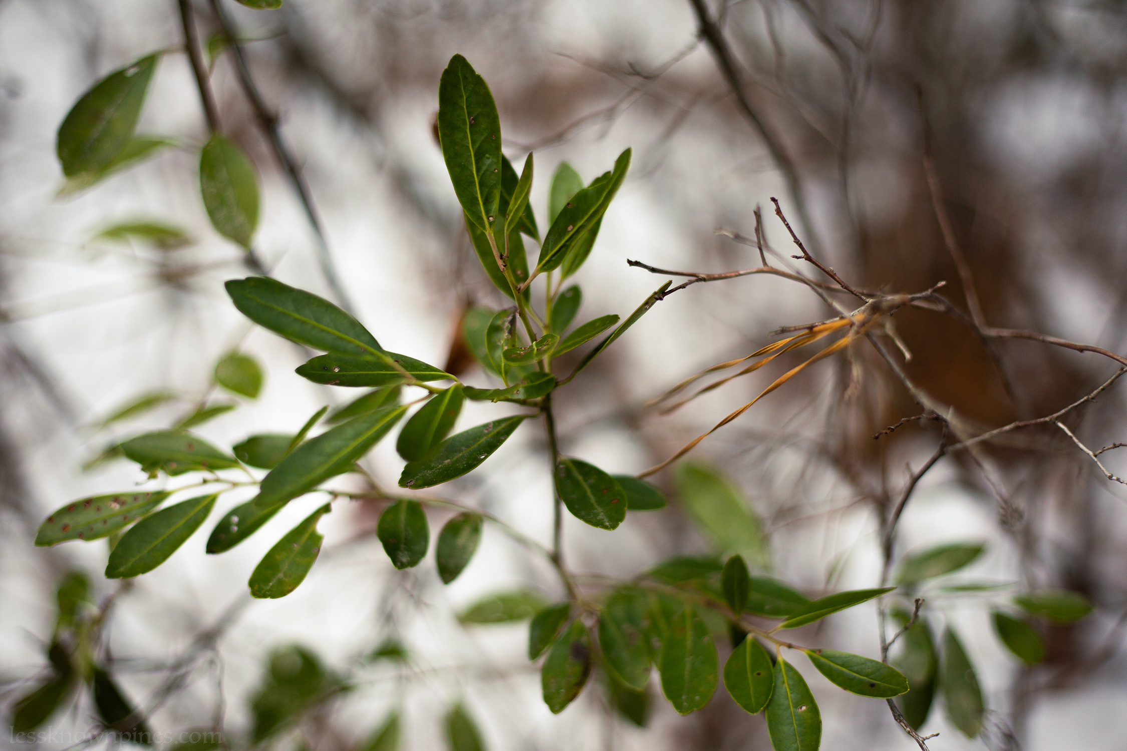 Berryless inkberry during winter