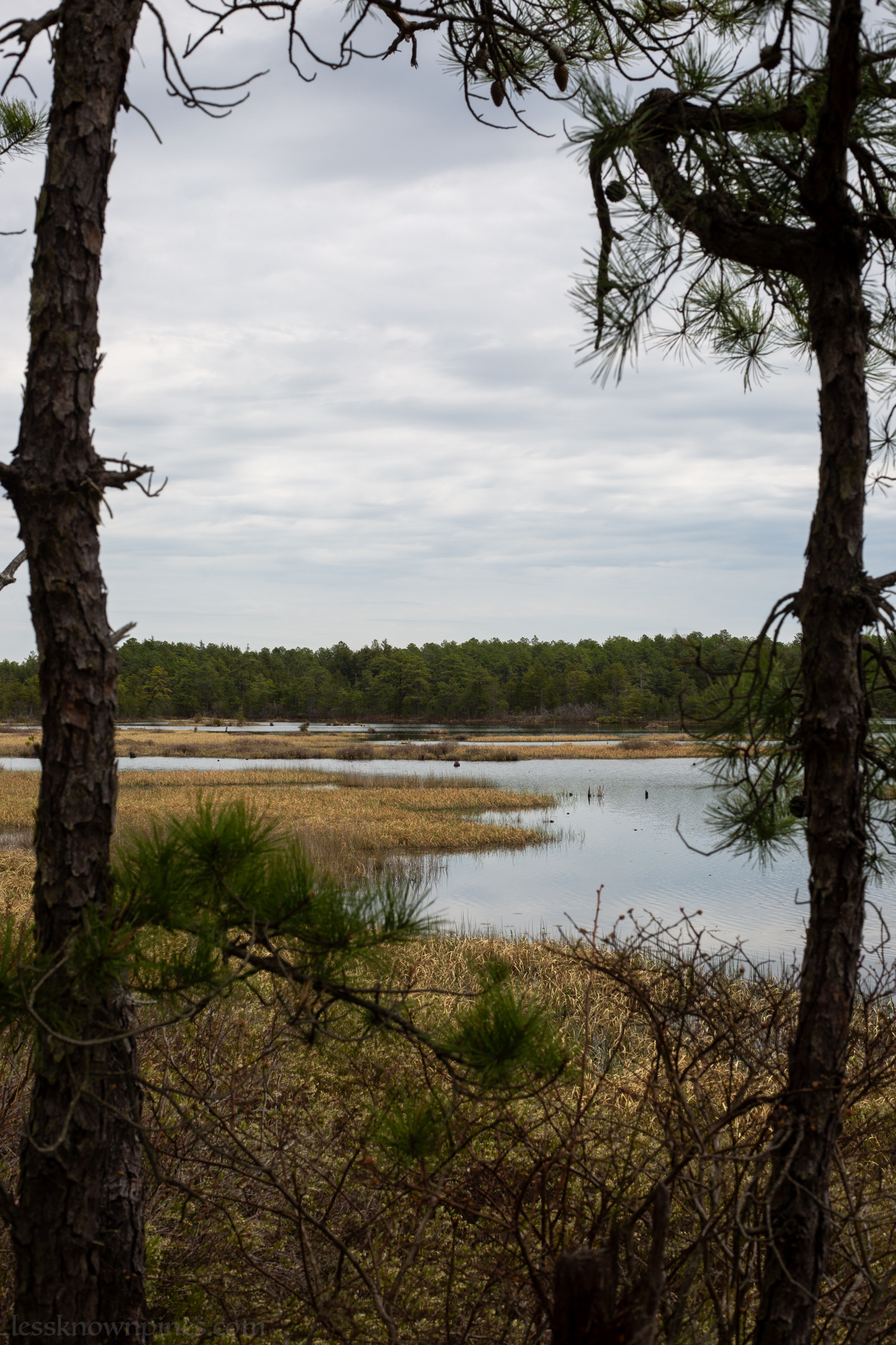 Grassy lakeside