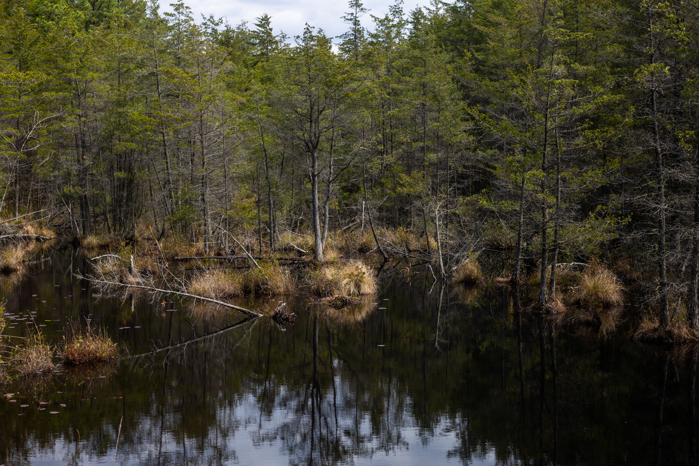 Cedar reservoir swamp