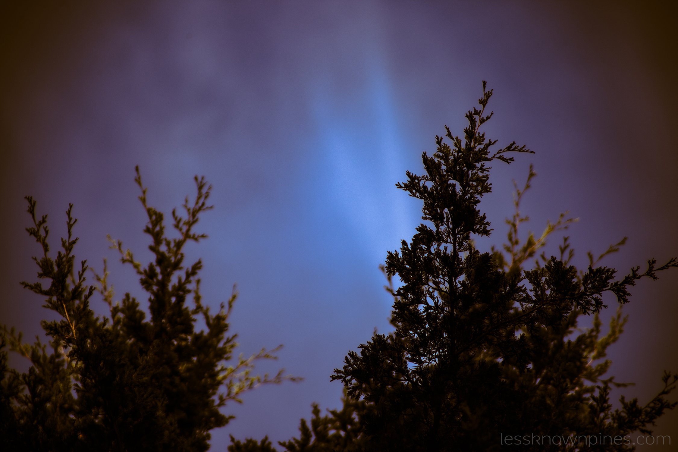 Cedar tree tops