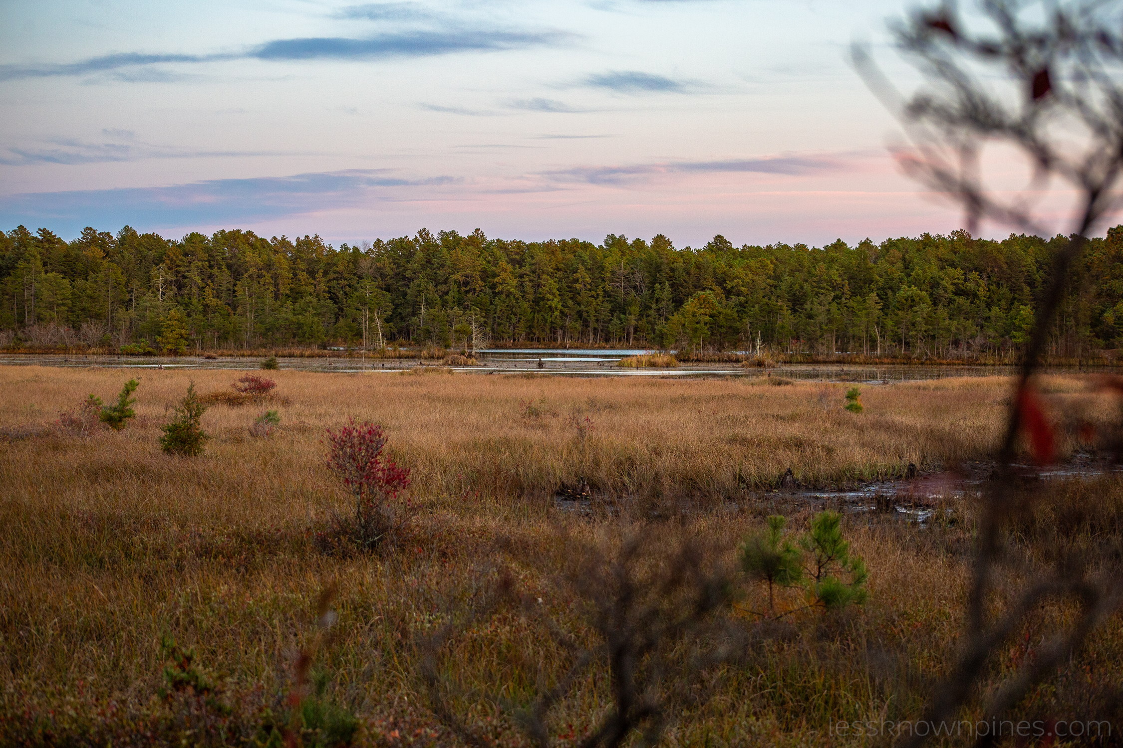 Grassy swamp during civil twilight