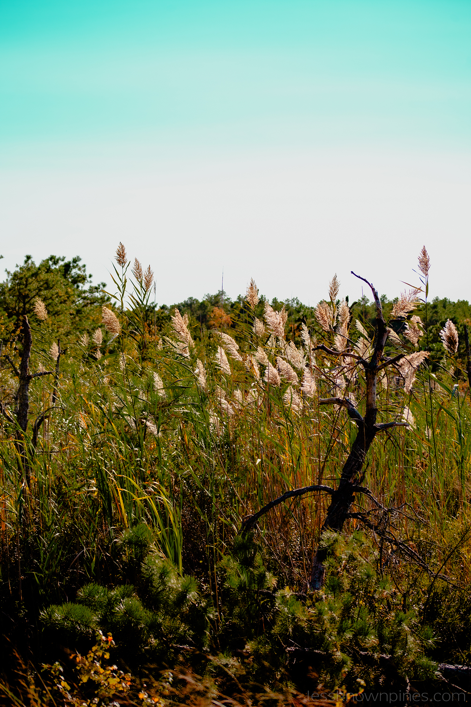 Common reed