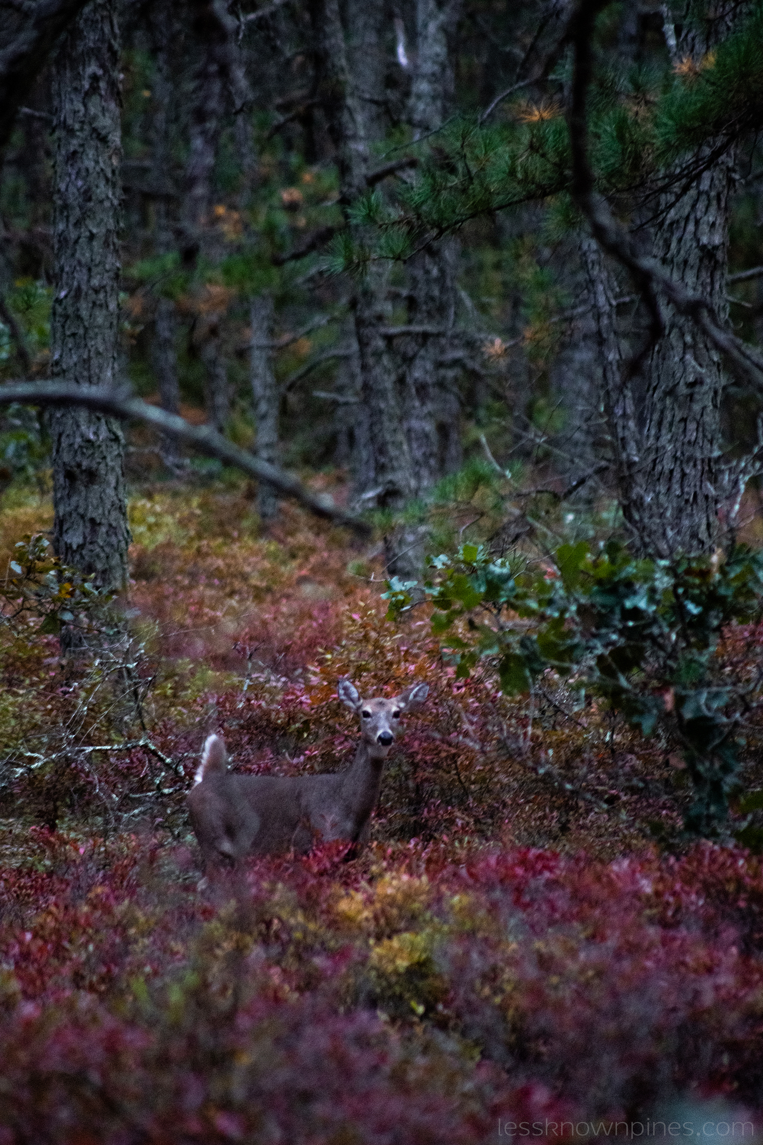 White tailed deer