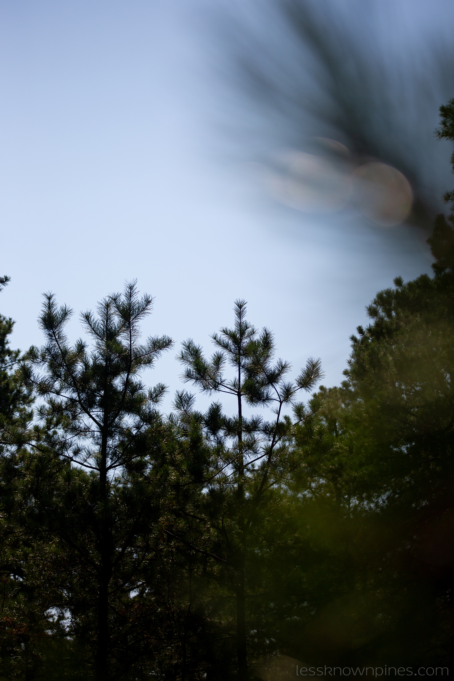 Pitch pine tree tops