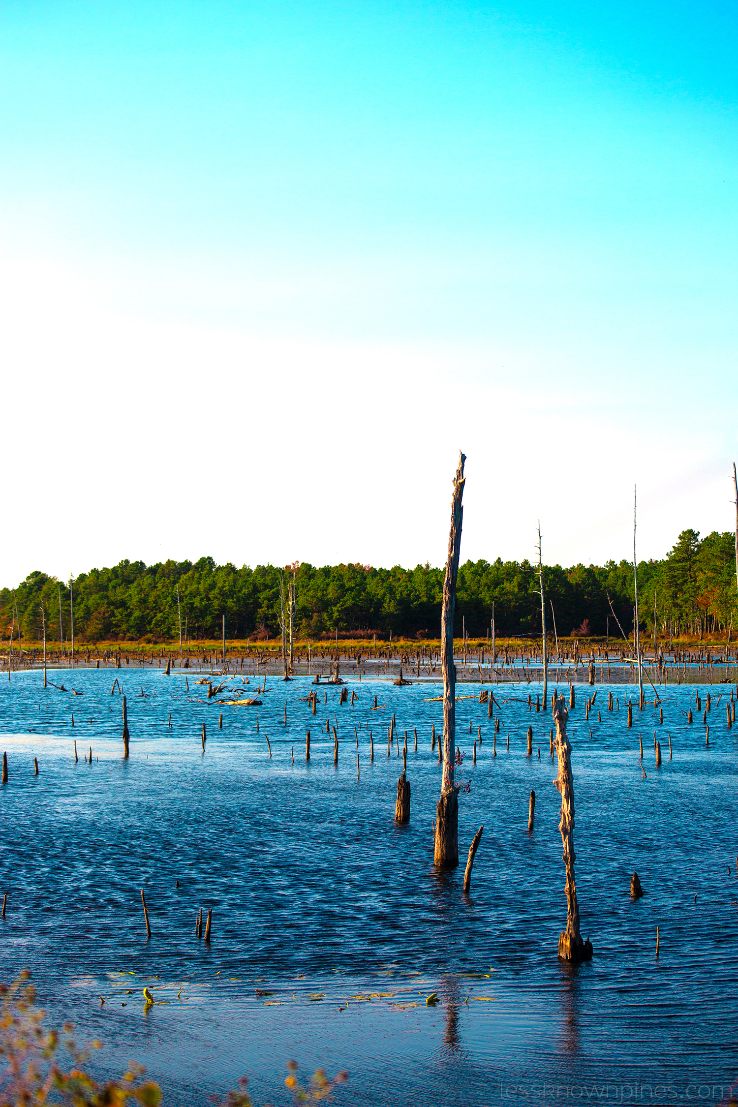 River like swamp