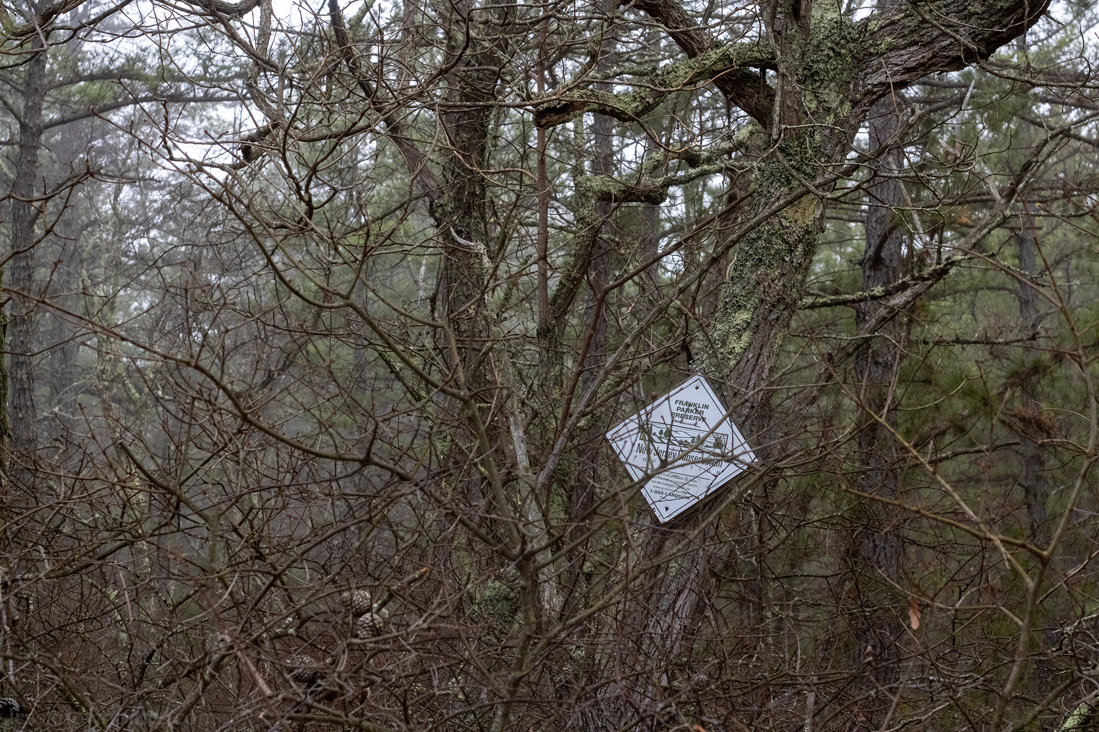 Foggy thicket