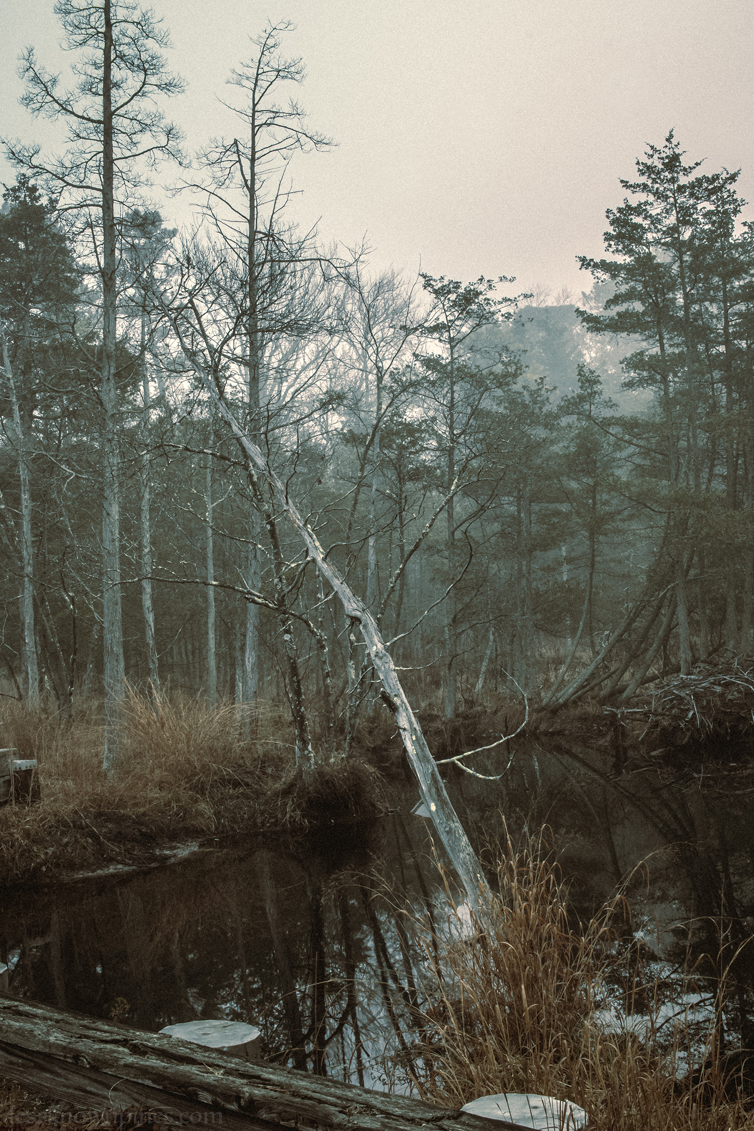 Dead cedar fallen