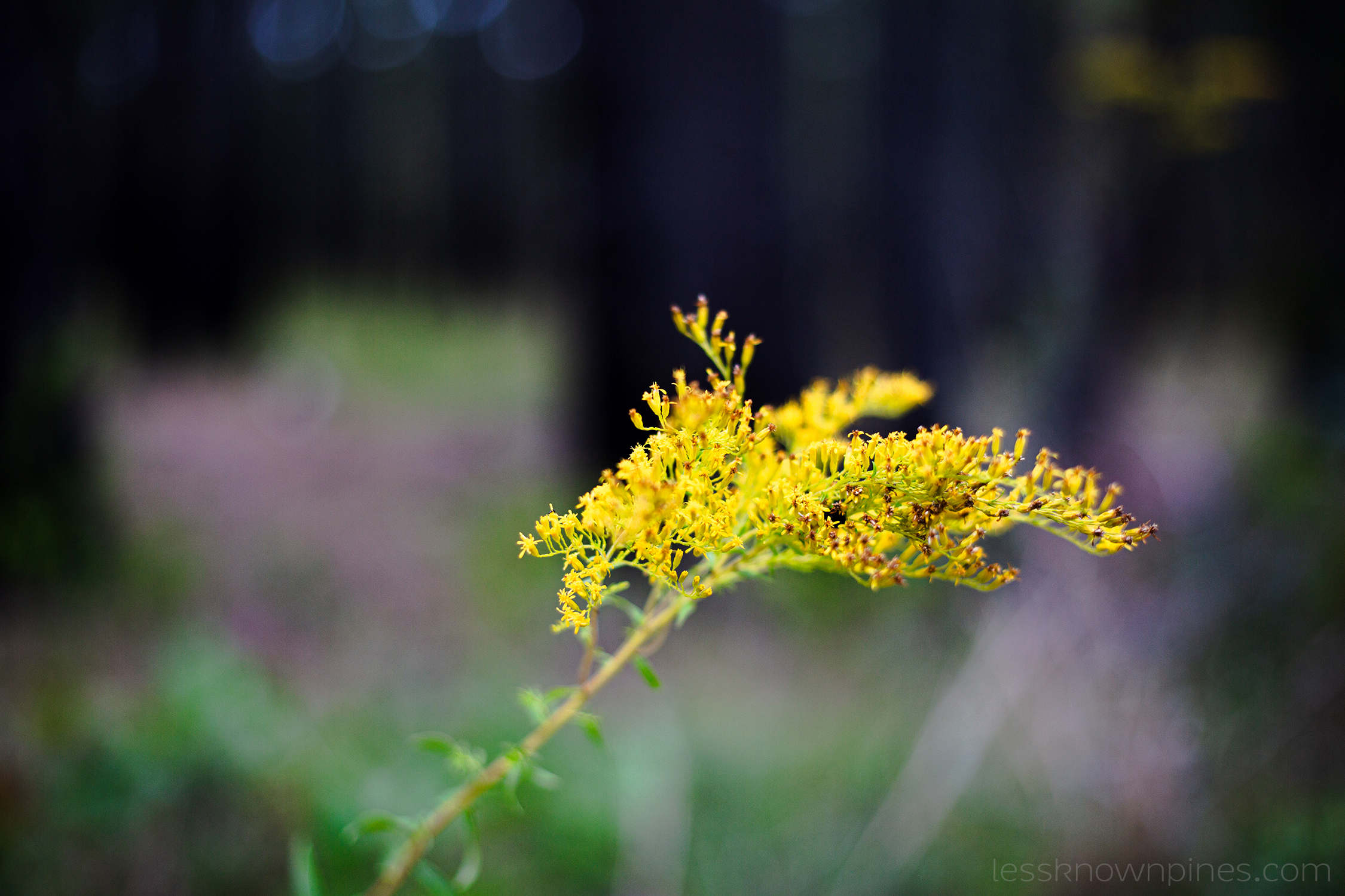 Goldenrod