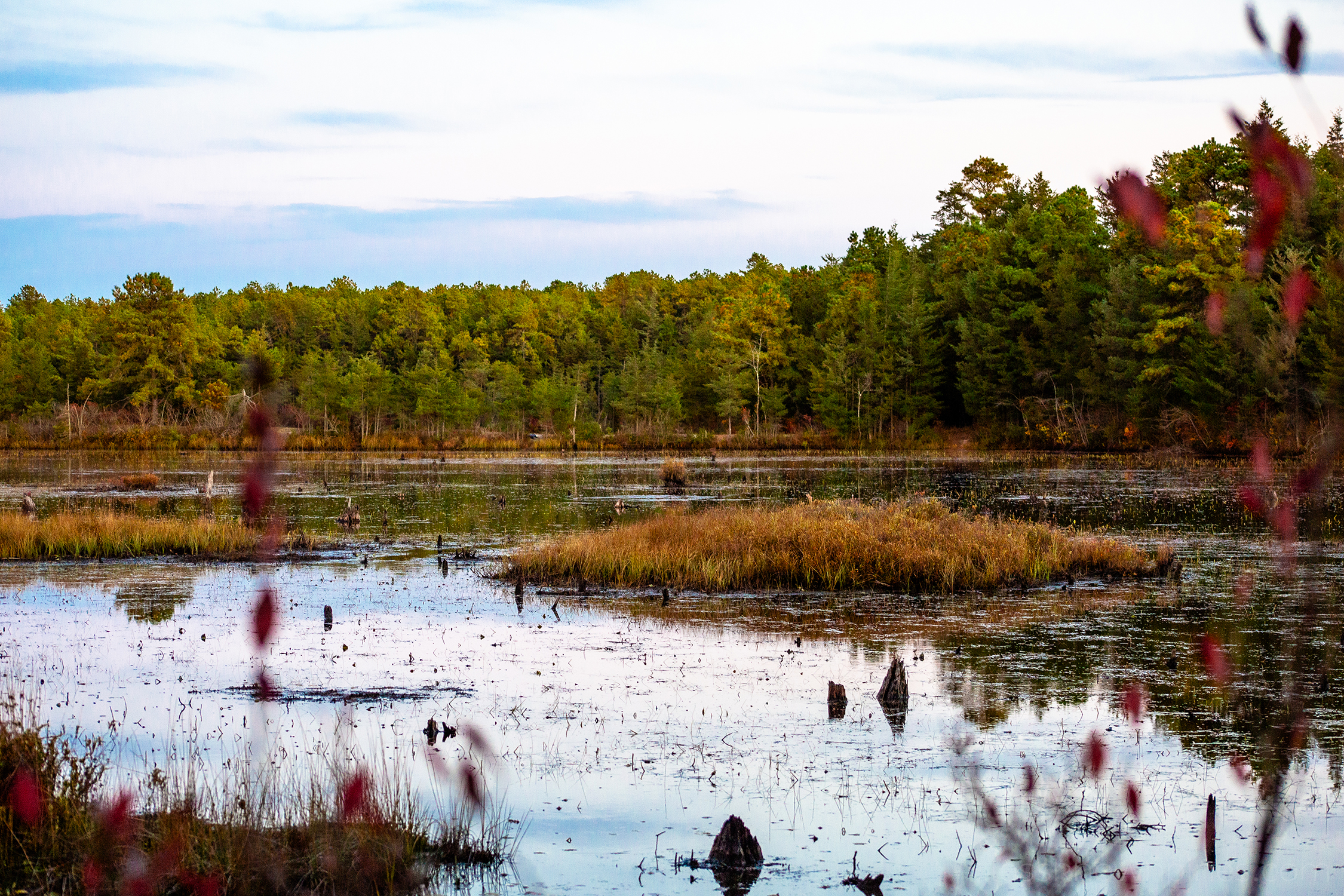 Lake-like swamp with grass island