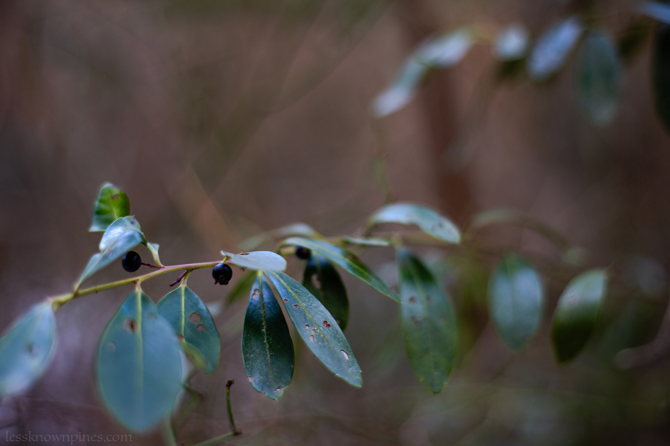 Inkberry retained berries during winter