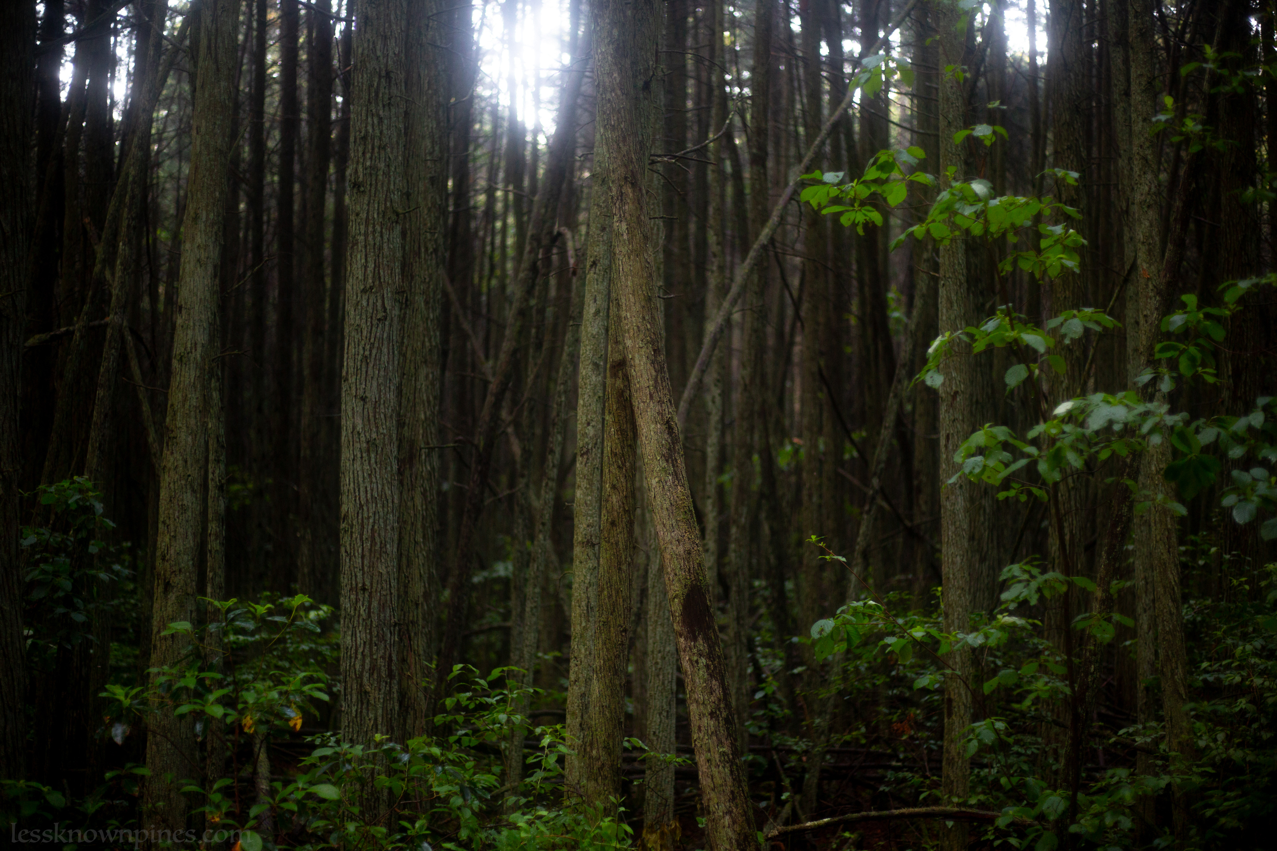 June cedars