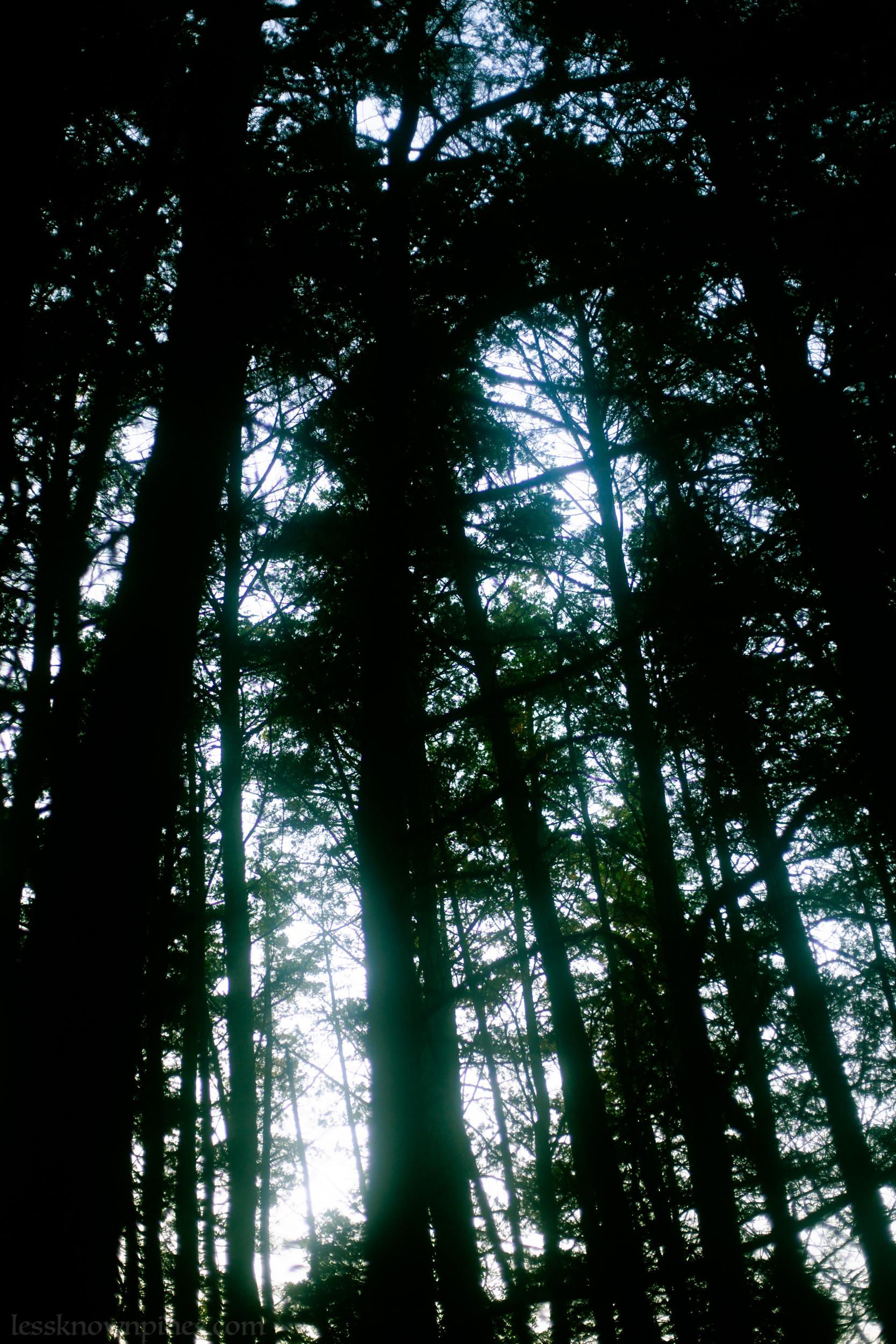 Low view of cedar forest