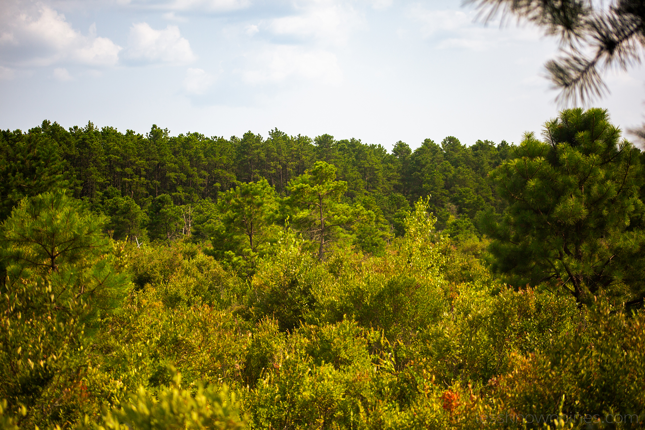 Lush vegetation