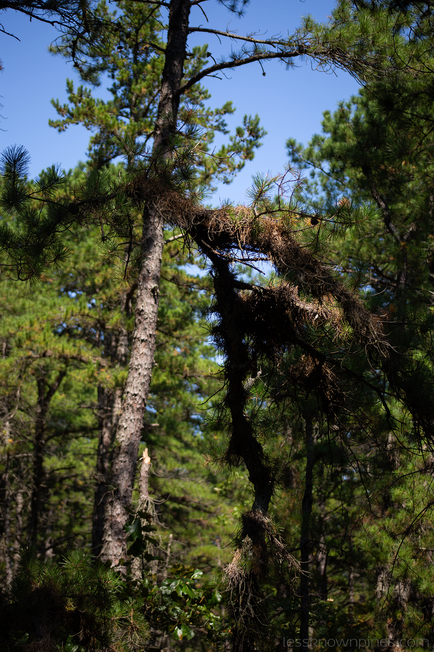 Pitch pine tree