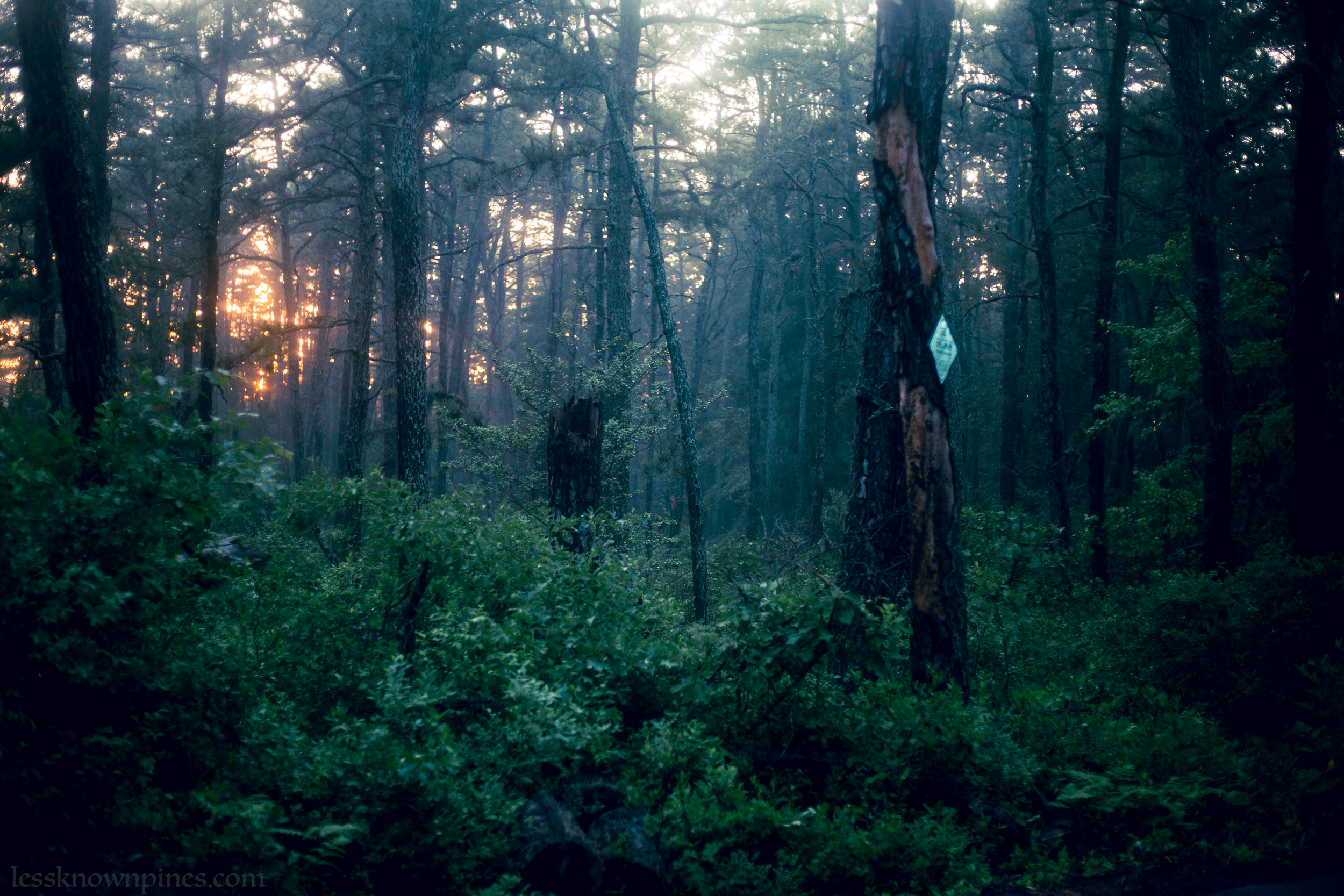 Mid-June wetlands