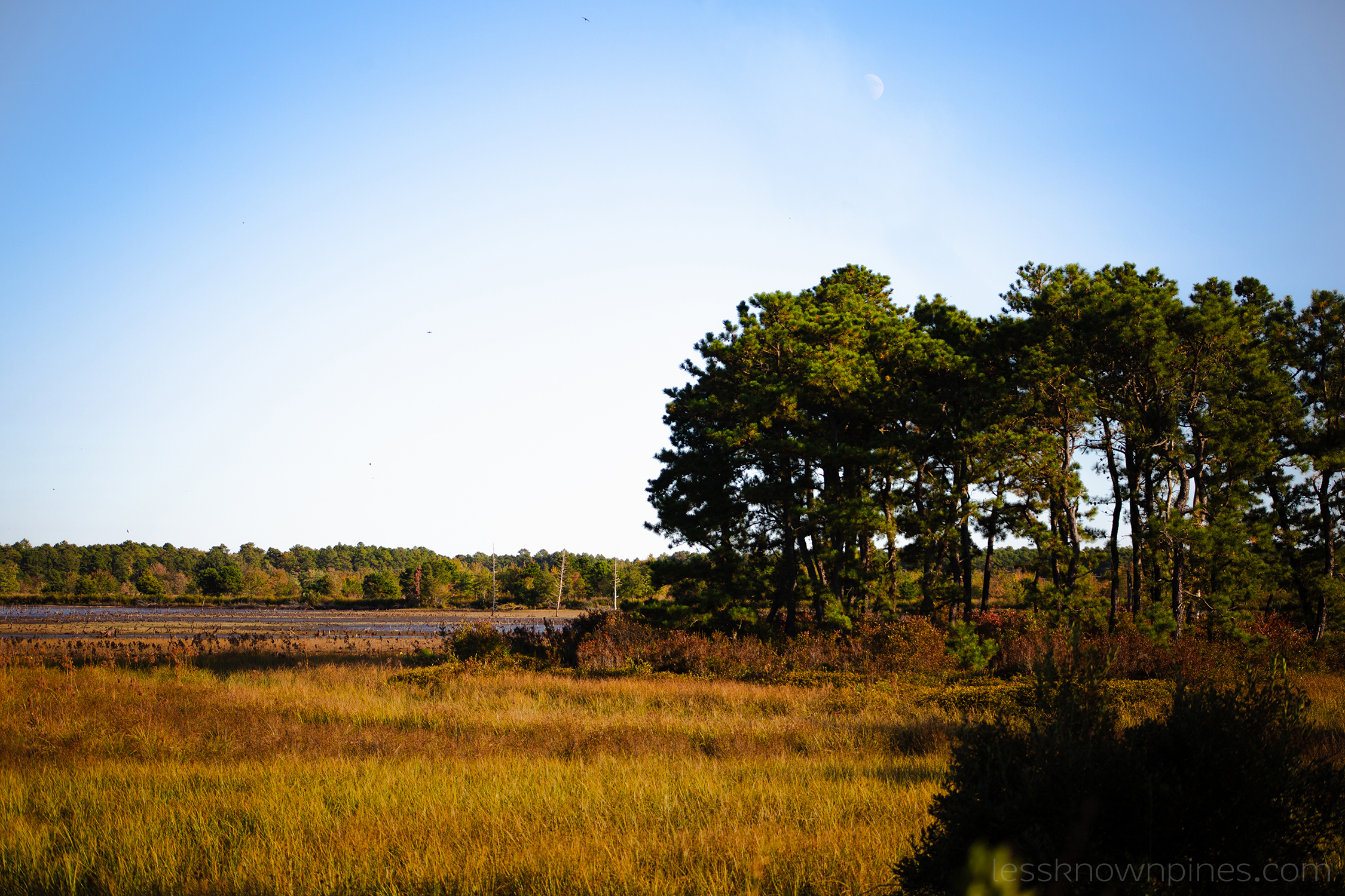 Island of marsh and pitch