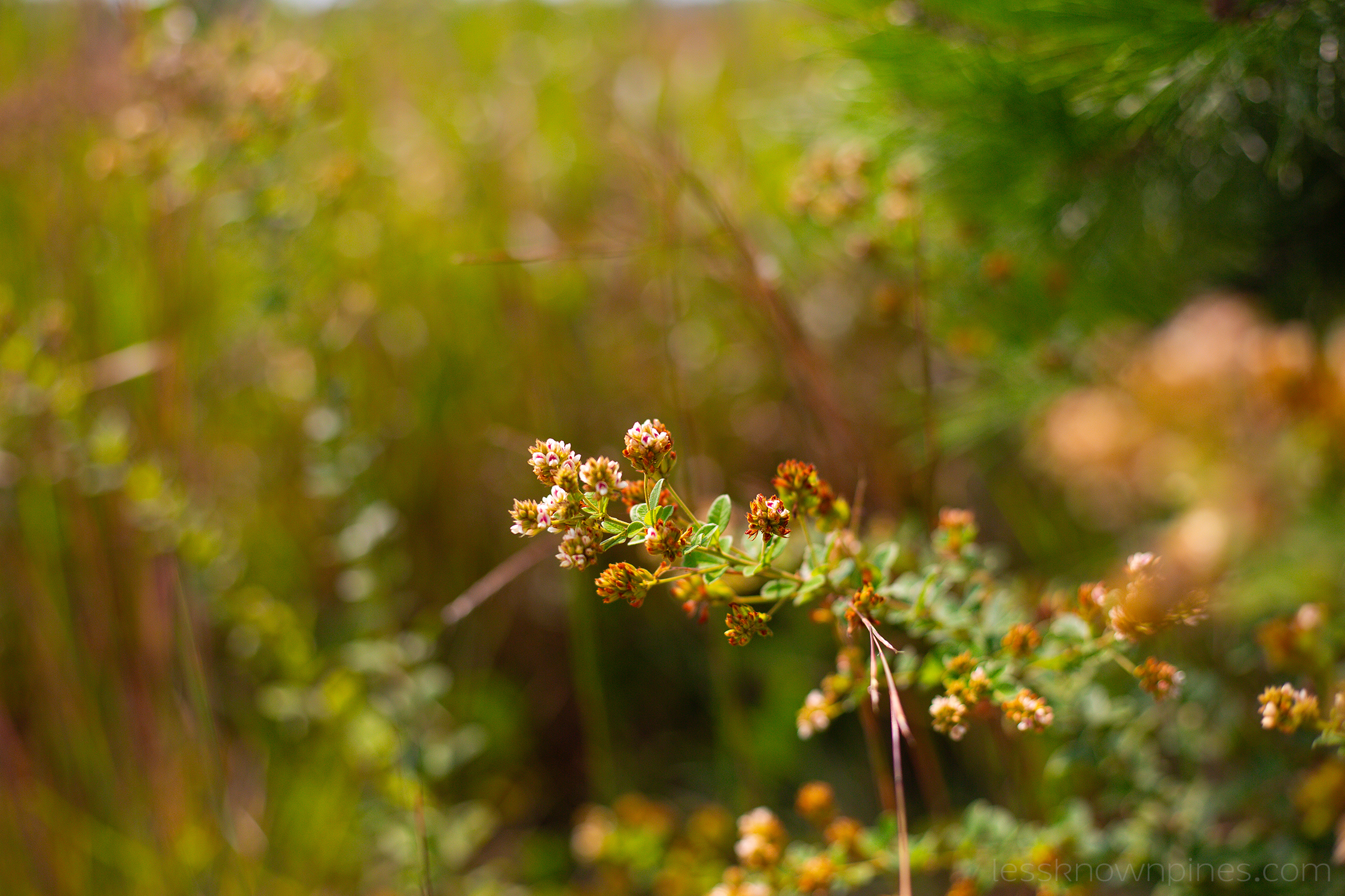 Round Headed Bush Clover