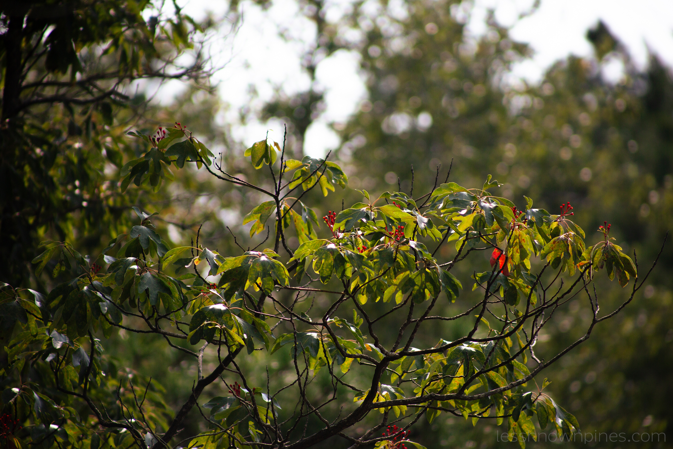 Sassafras foliage