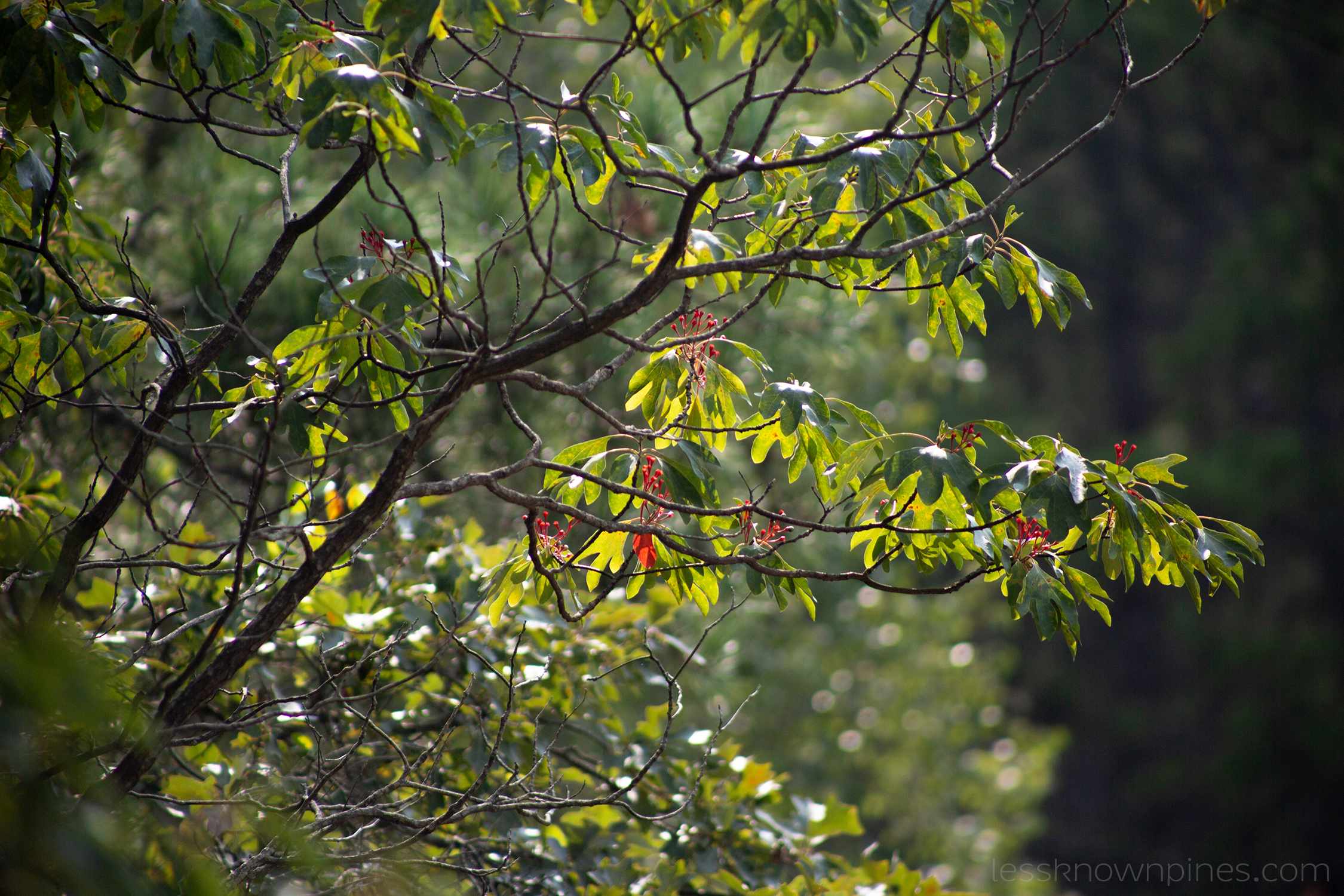 Sassafras tree