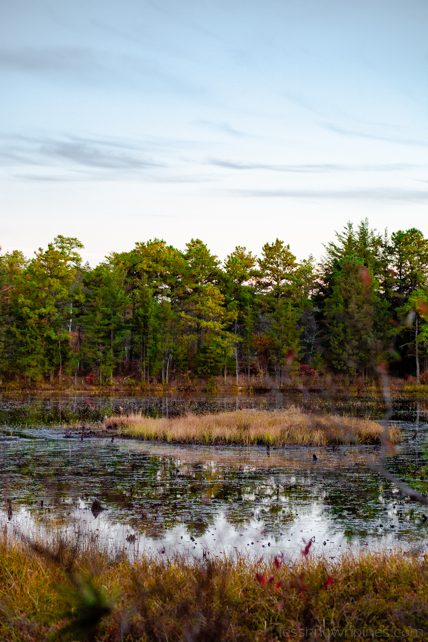 Lake-like swamp with a grass island