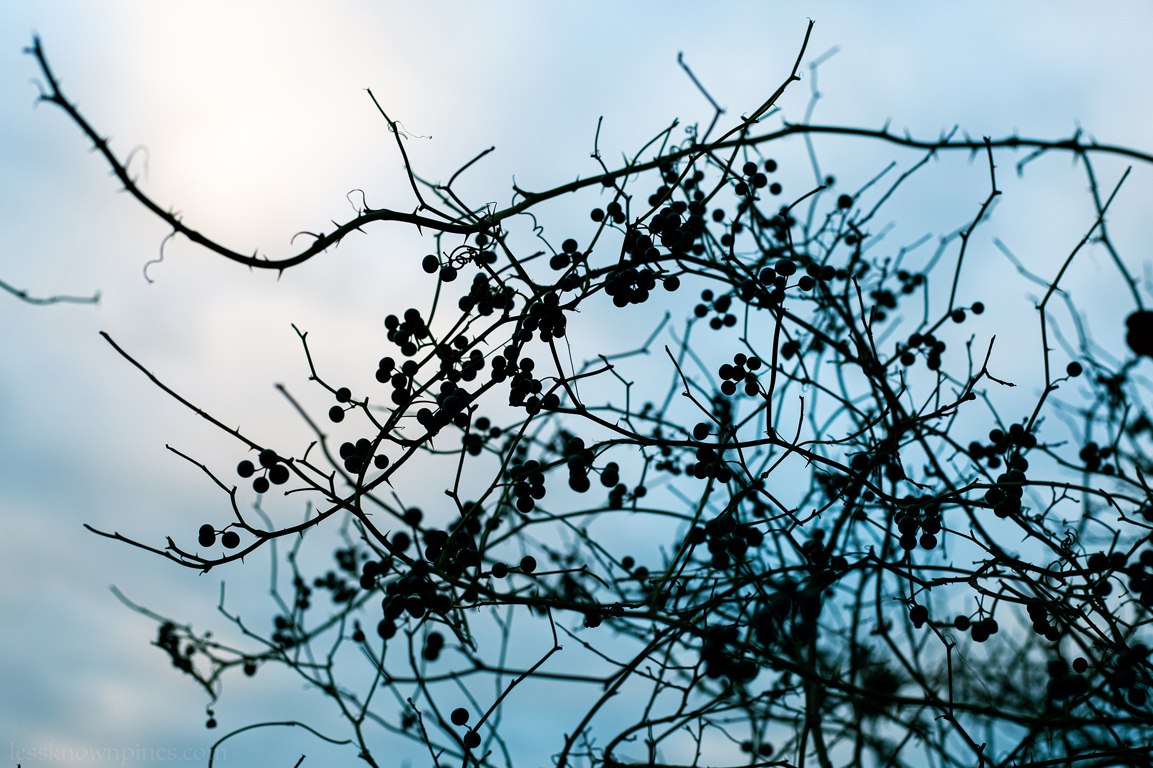 Smilax berries during January