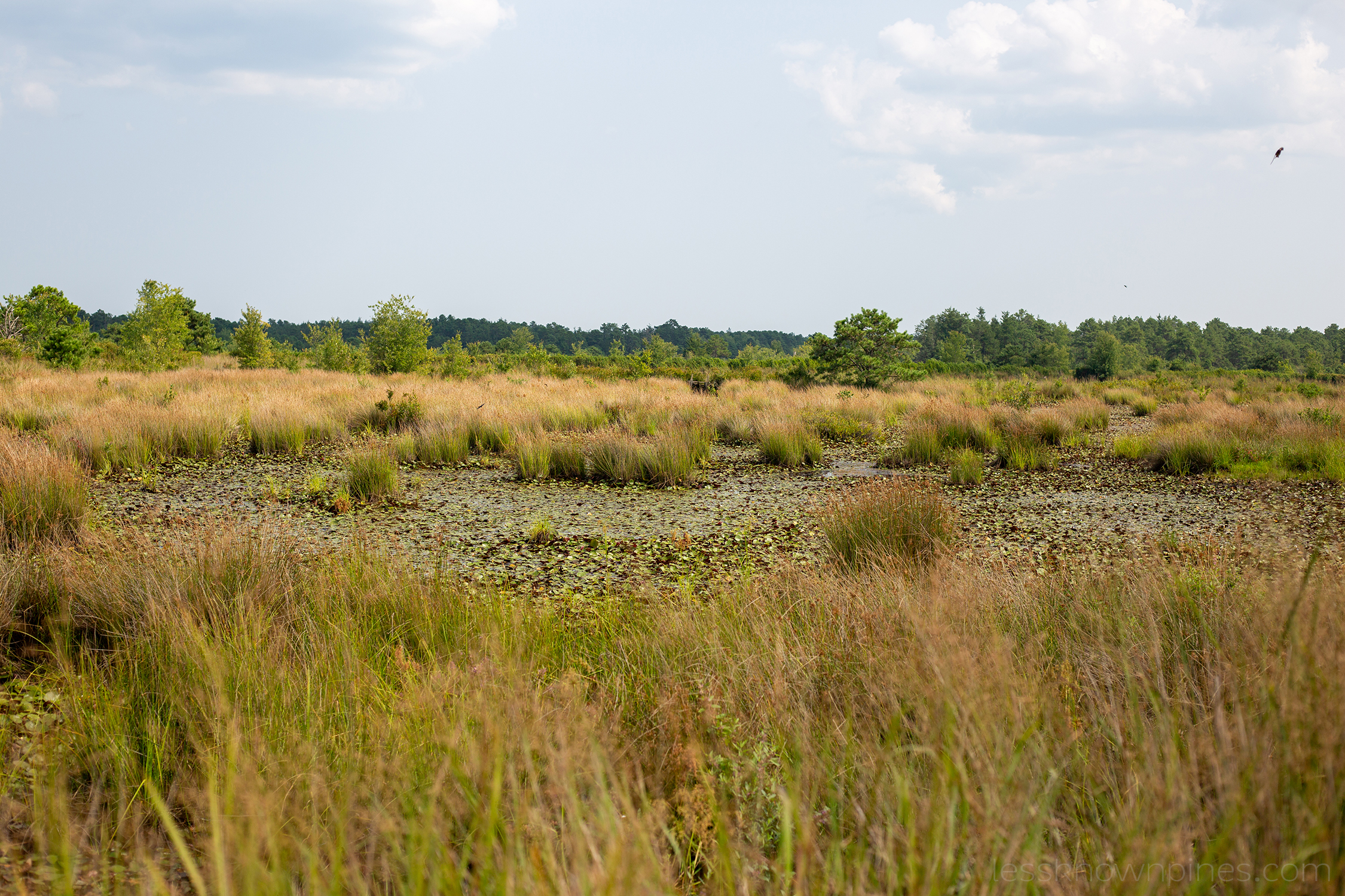 Lush swamp