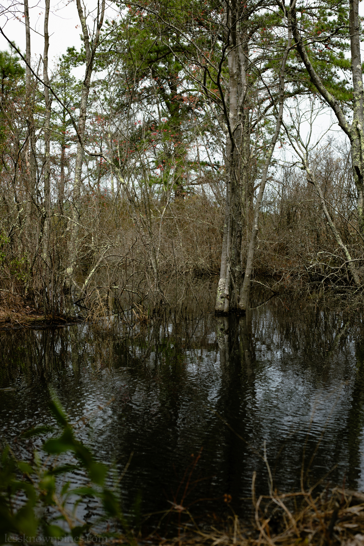 Small swamp soon before lake
