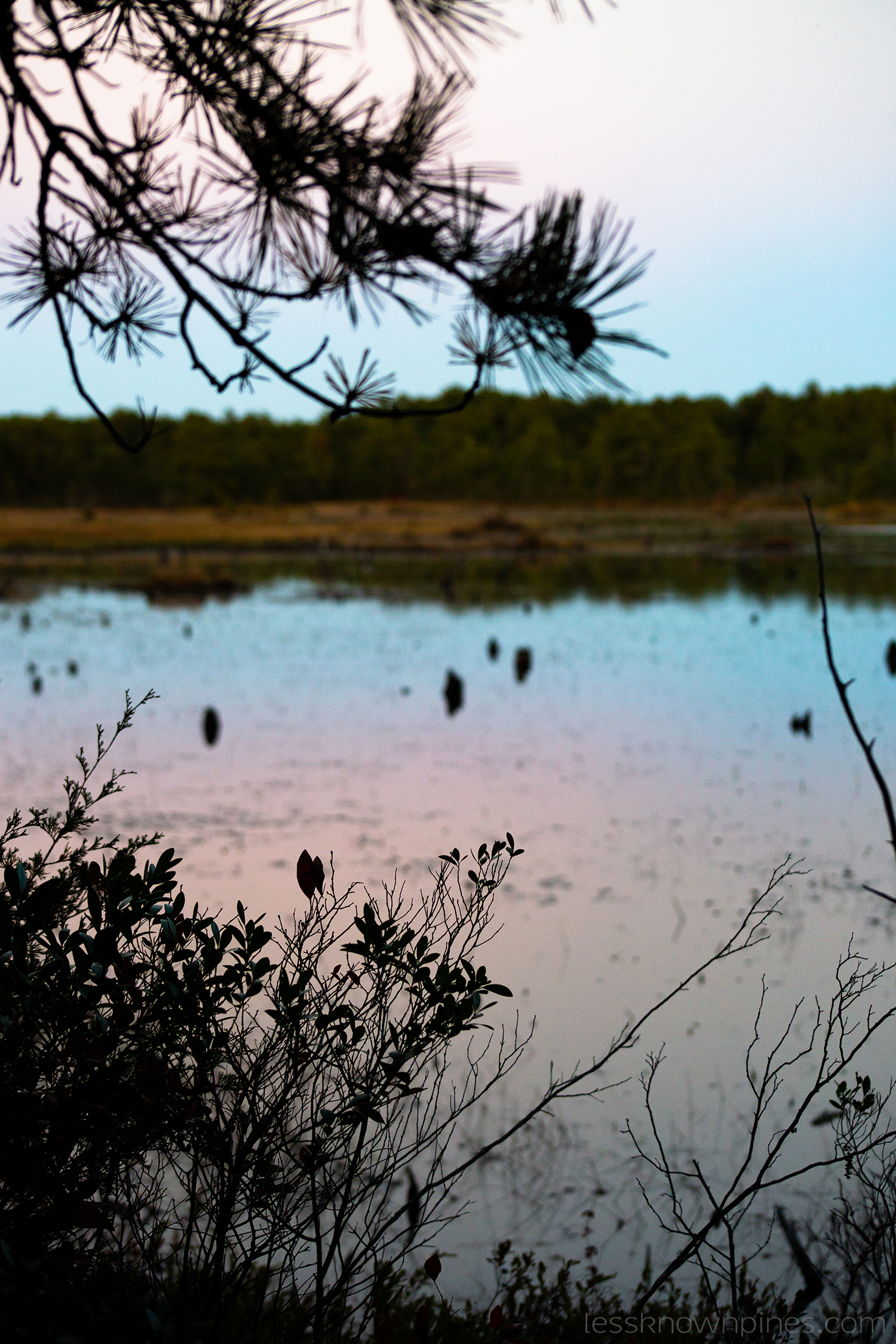 Civil twilight in the pines