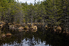 Cedar thumbnail