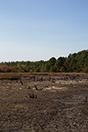 Swamp after drought