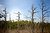 Resilient trees Thumbnail
