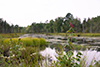 Swamps