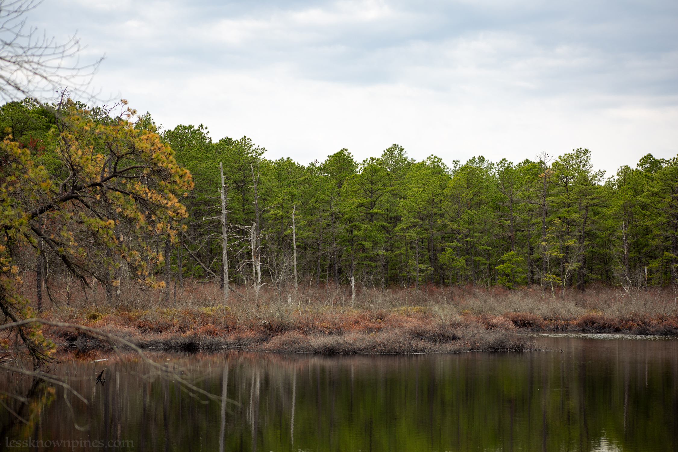Tree skeletons stand on beach of accross lake