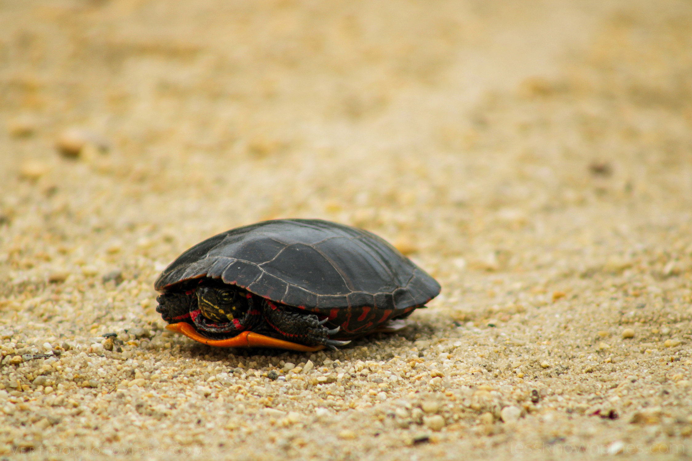 Red Bellied Cooter