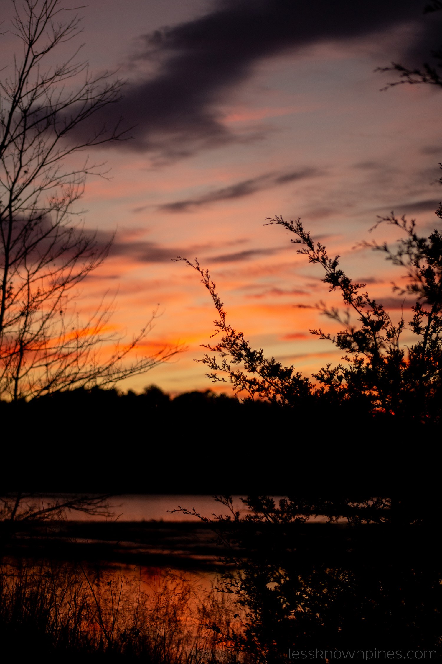 Twilight cedar