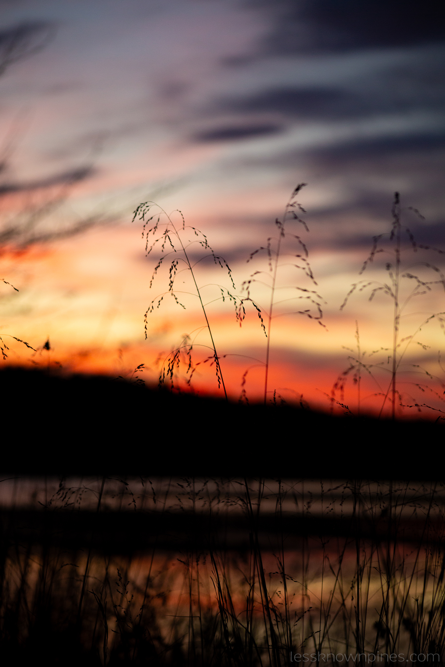 Twilight grasses