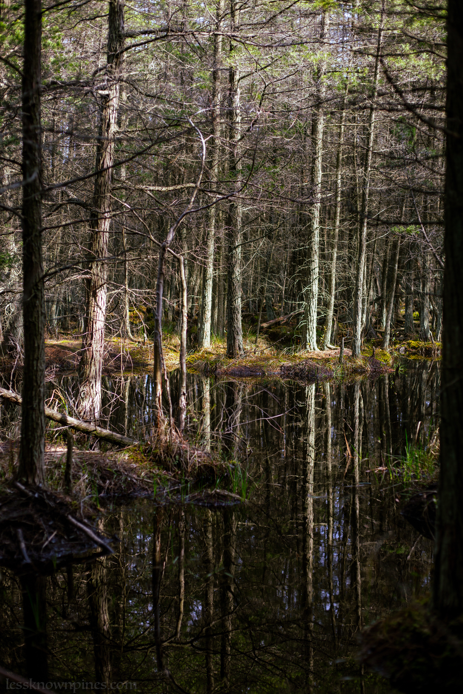 Cedar water swamp