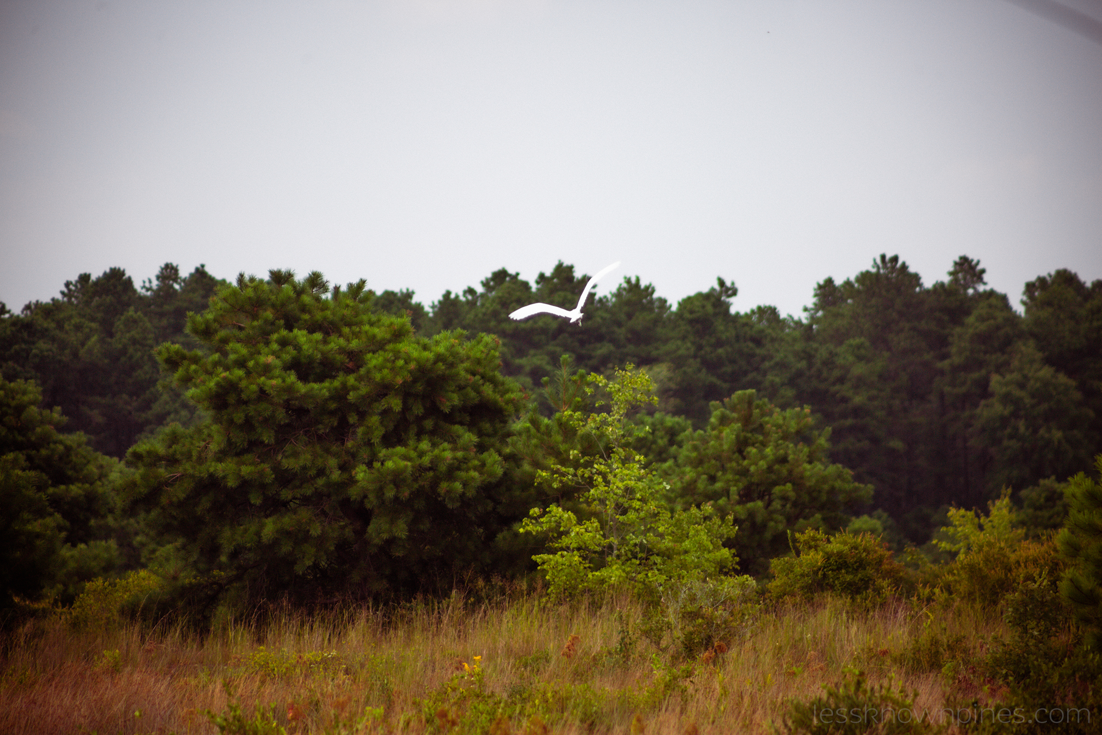 Whooper swan flying