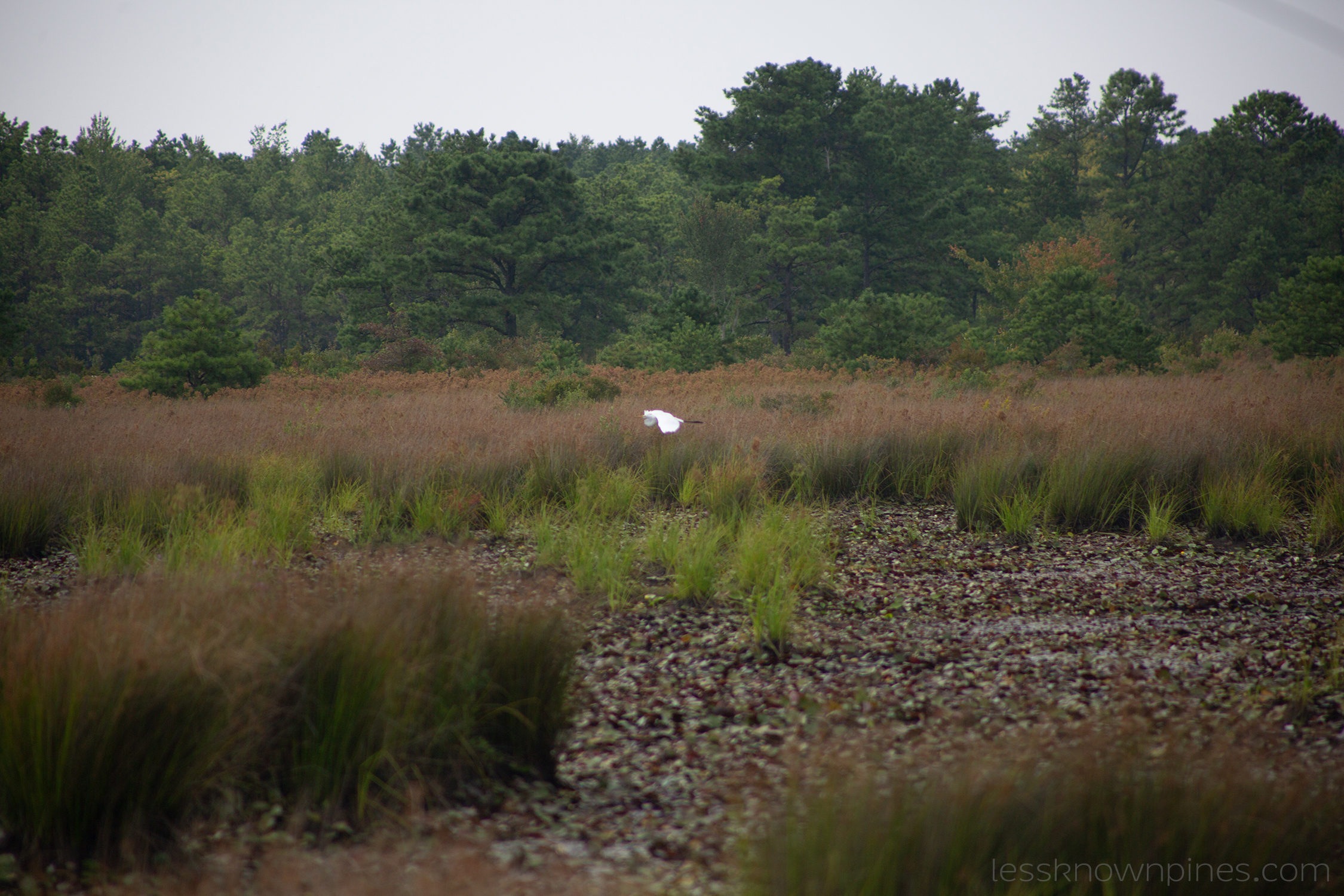 Whooper swan over swamp